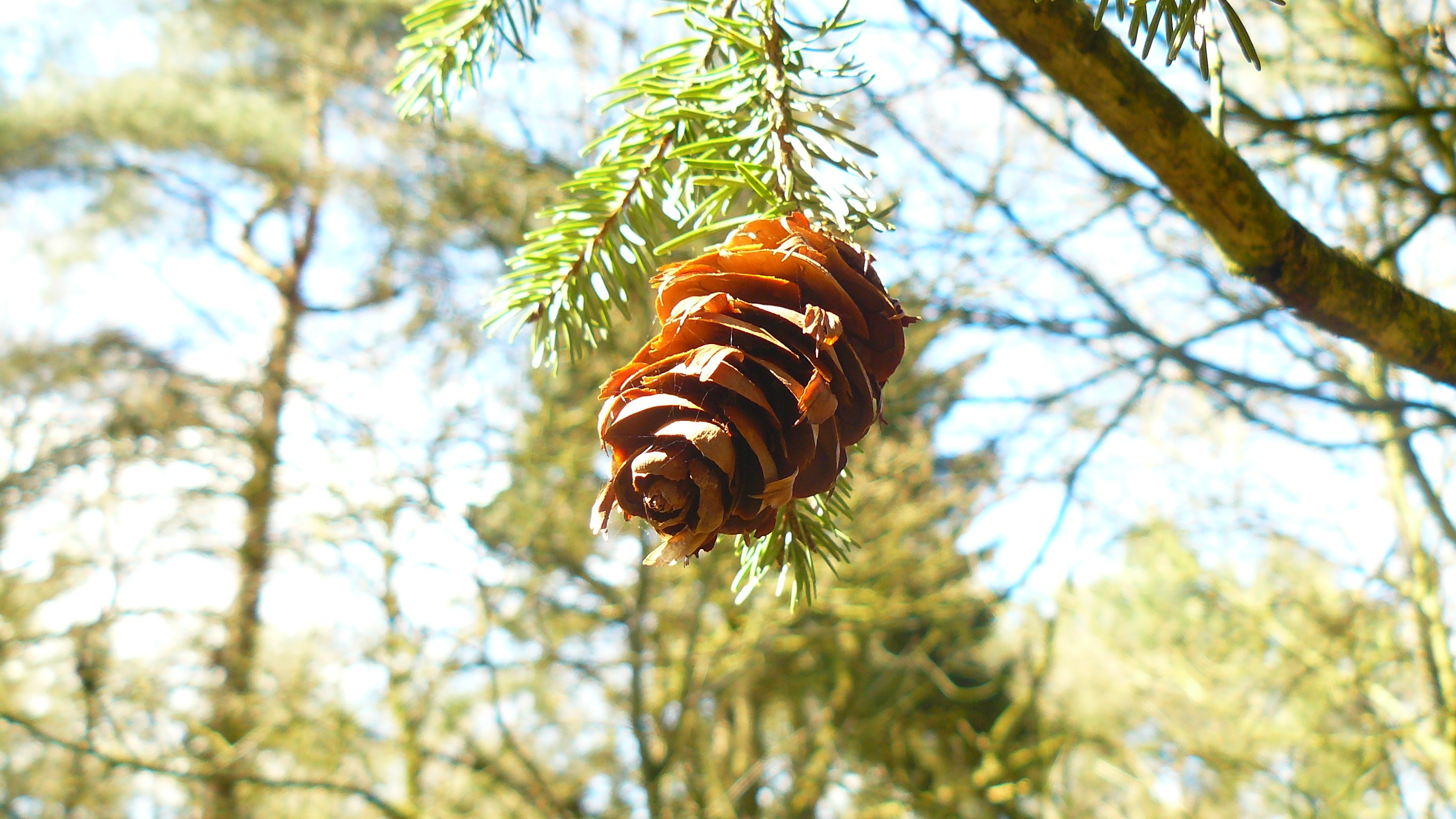 General 3072x1728 forest pine cones leaves nature