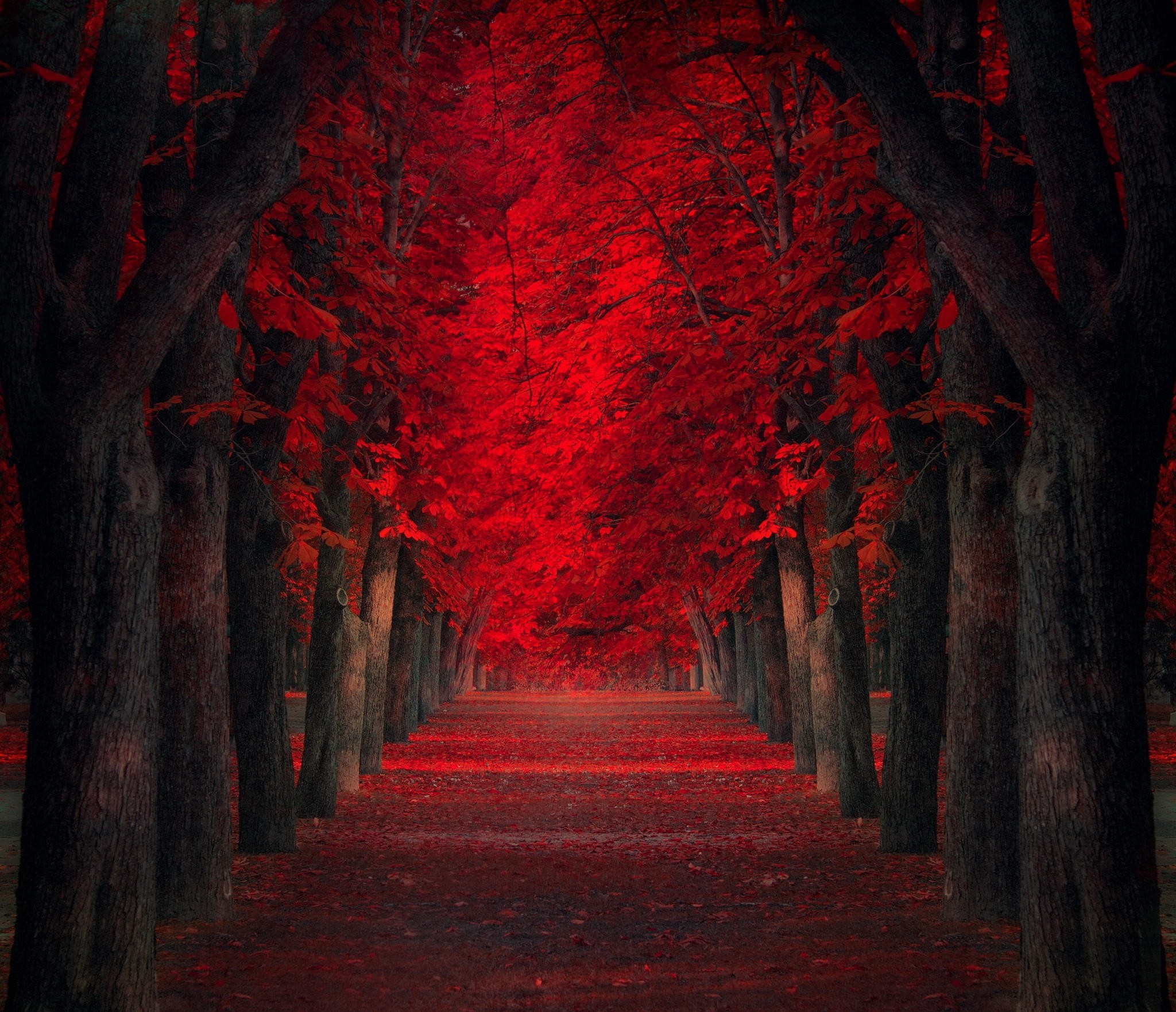 General 2048x1763 path trees red leaves fall park nature red leaves