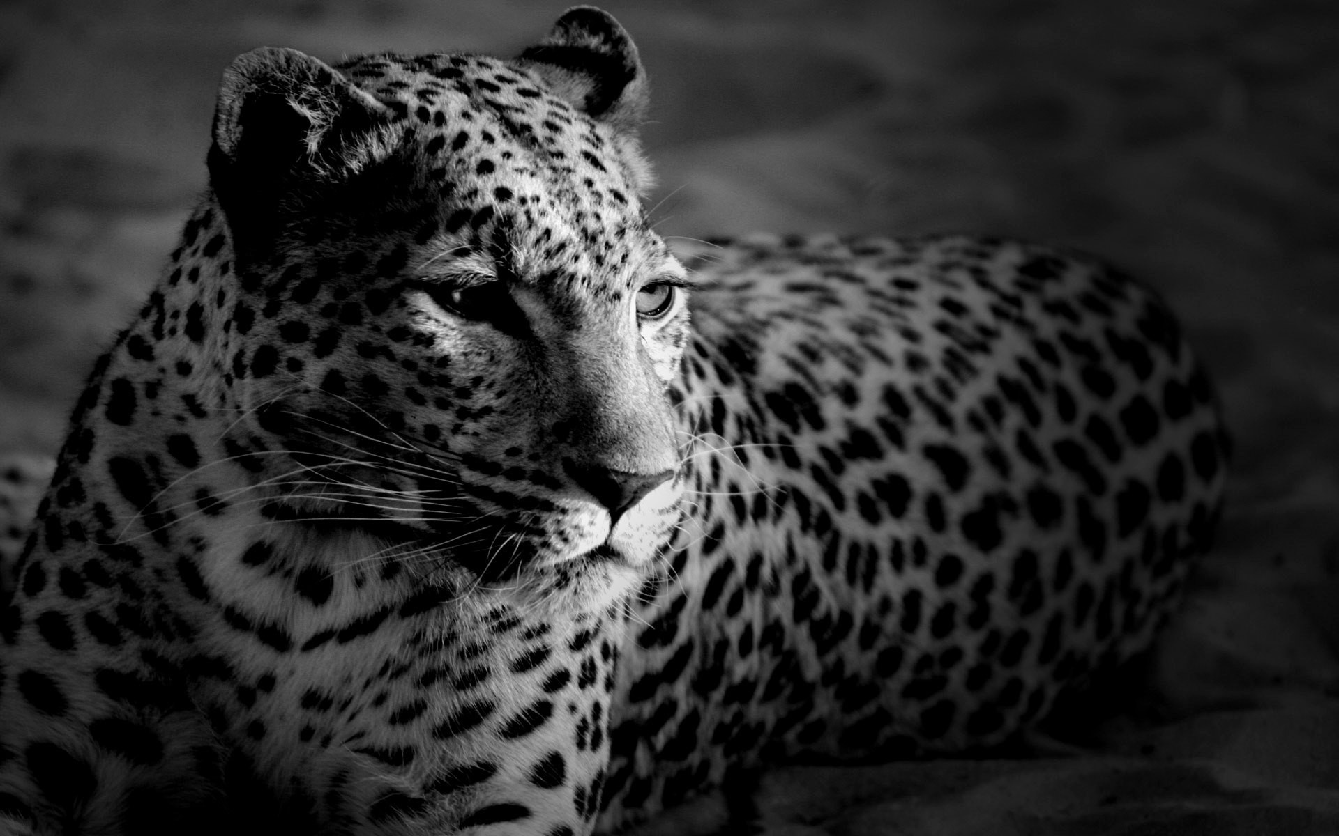 General 1920x1200 animals jaguars monochrome mammals big cats feline nature