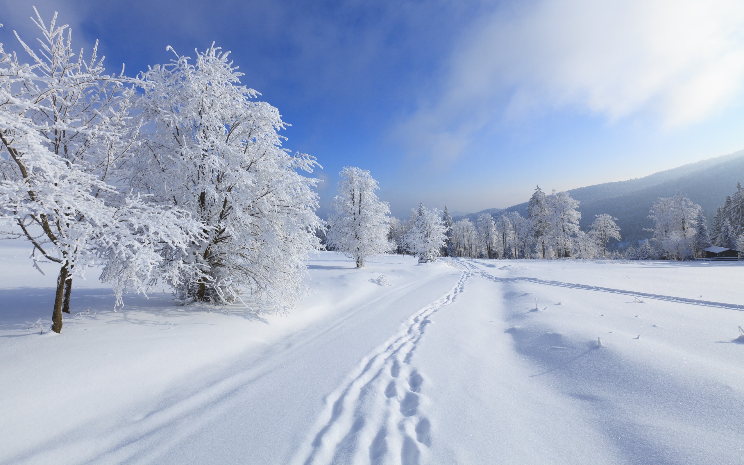 General 2560x1600 snow winter trees path nature cold ice outdoors landscape