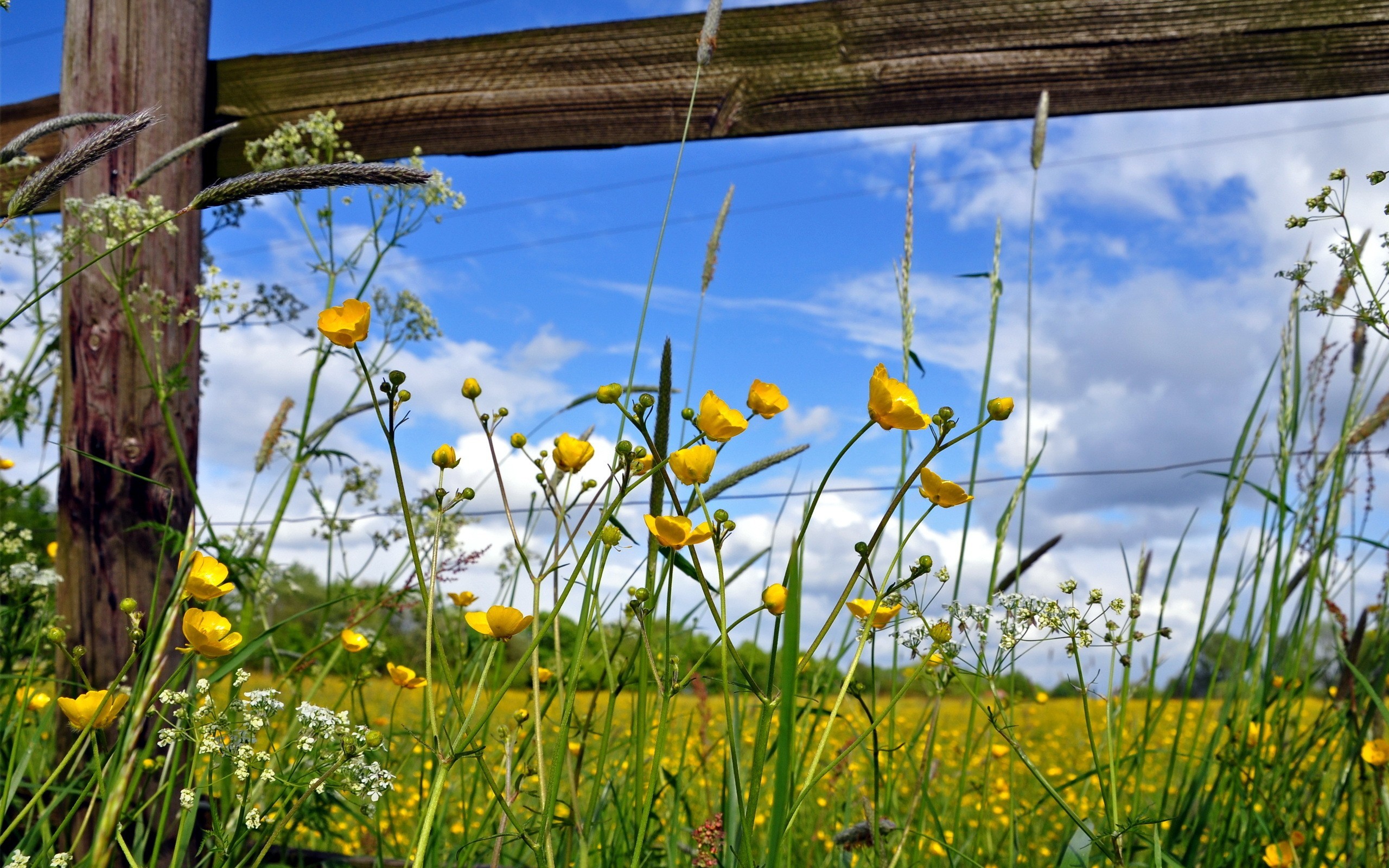 General 2560x1600 nature flowers fence wildflowers plants yellow flowers