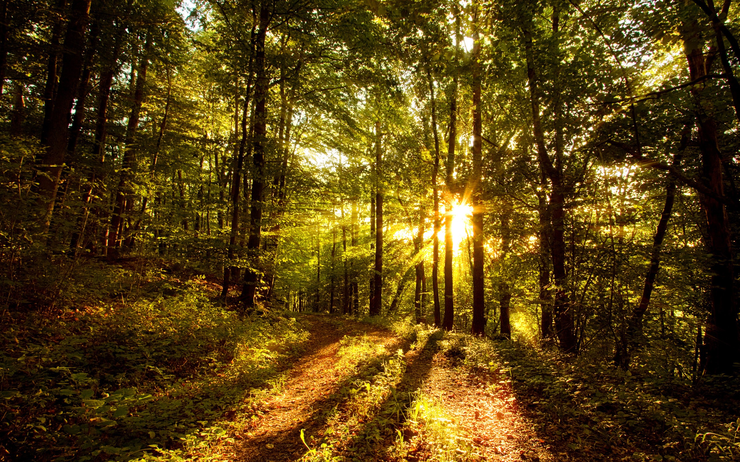 General 2560x1600 nature landscape sunlight forest path sun rays trees plants