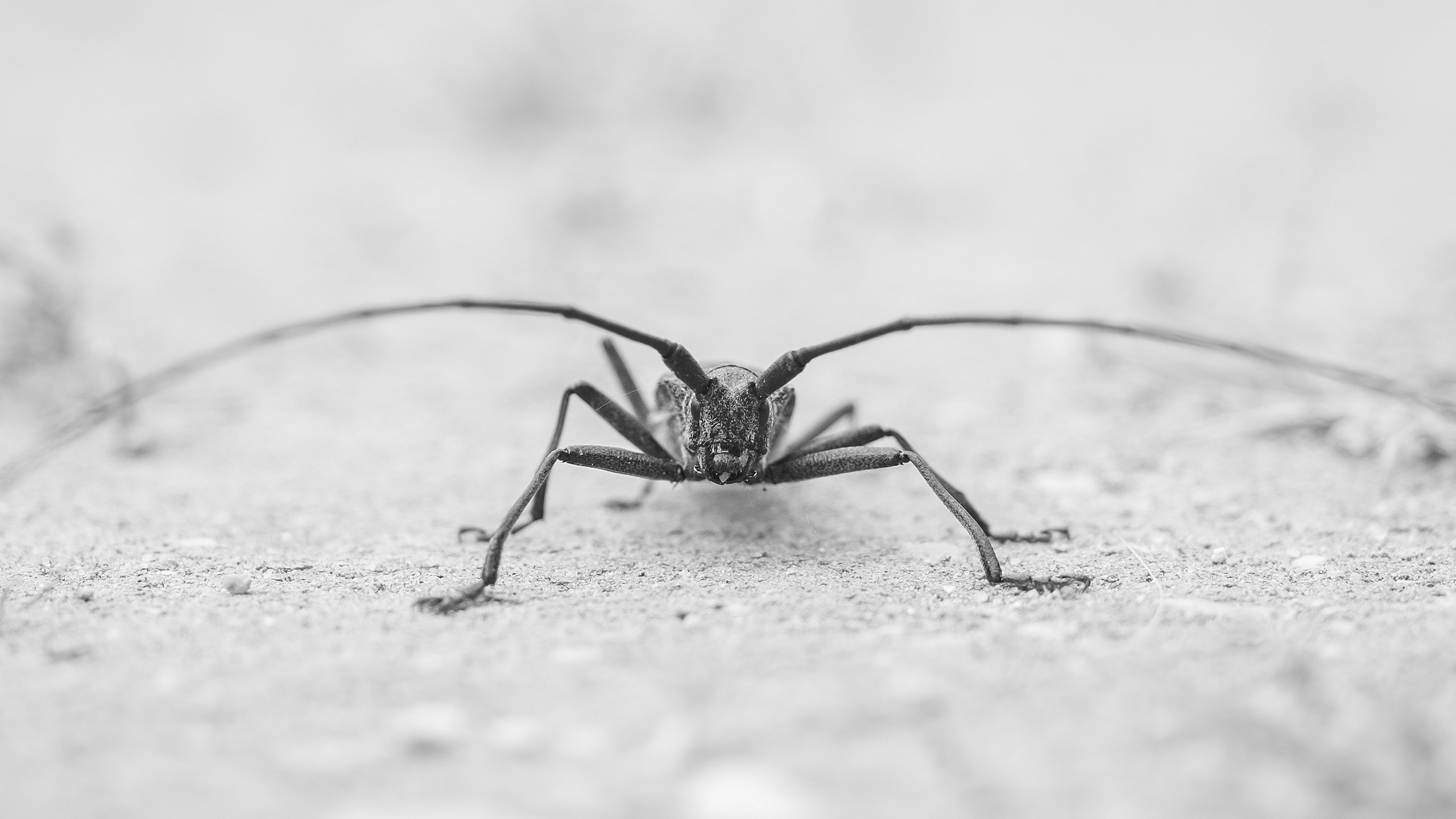 General 2560x1440 insect macro monochrome animals