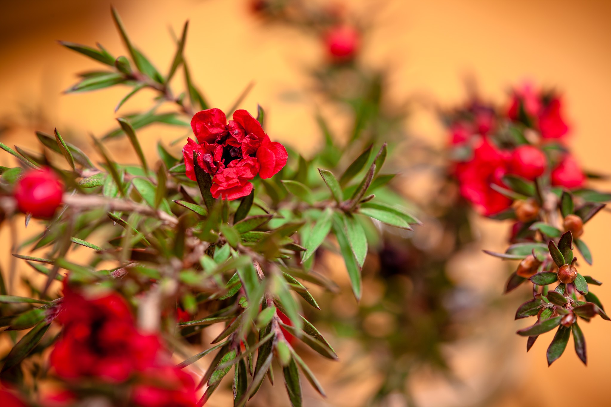General 2048x1365 nature photography flowers plants red flowers