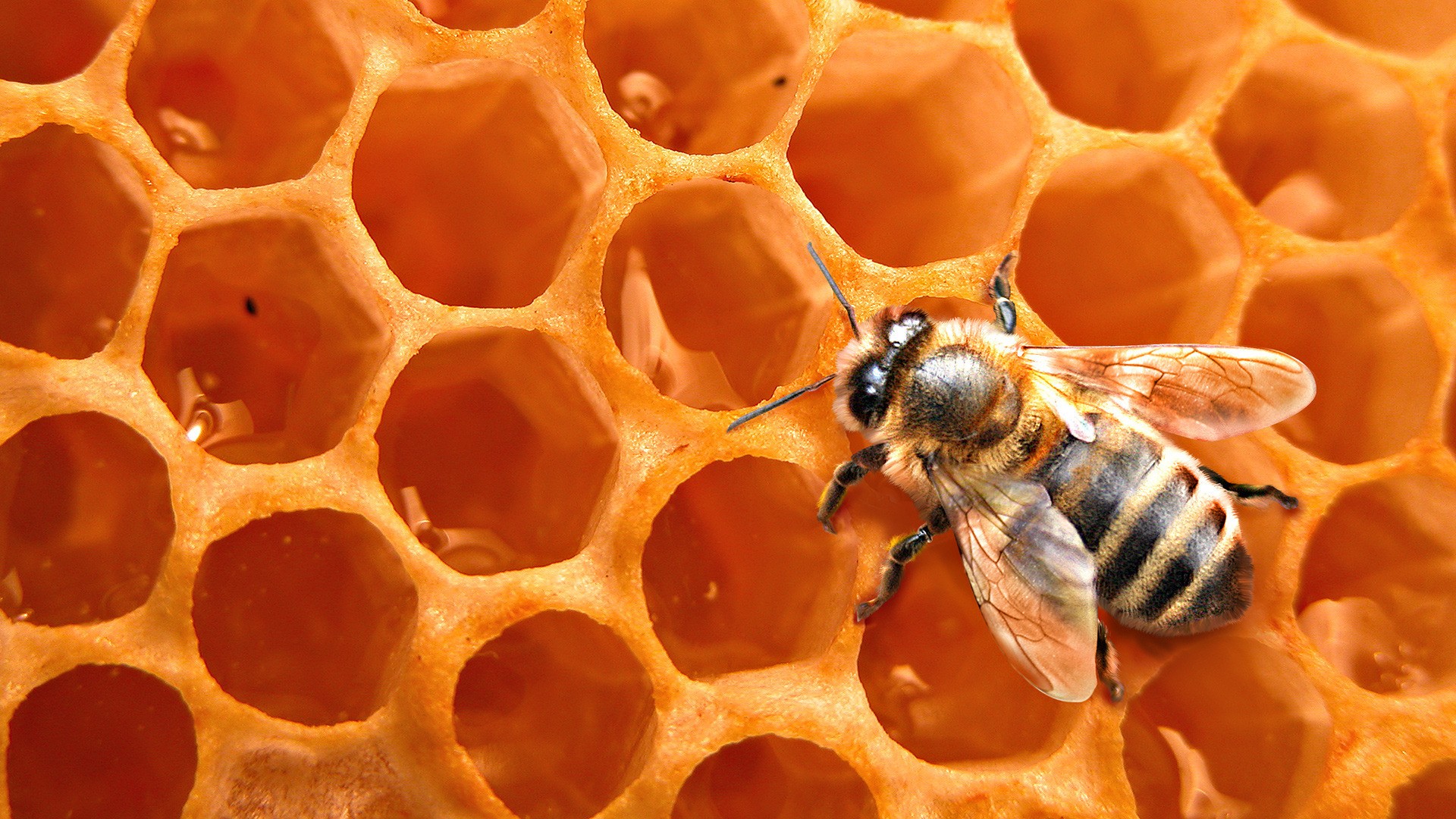 General 1920x1080 nature bees honey animals insect honeycombs closeup macro