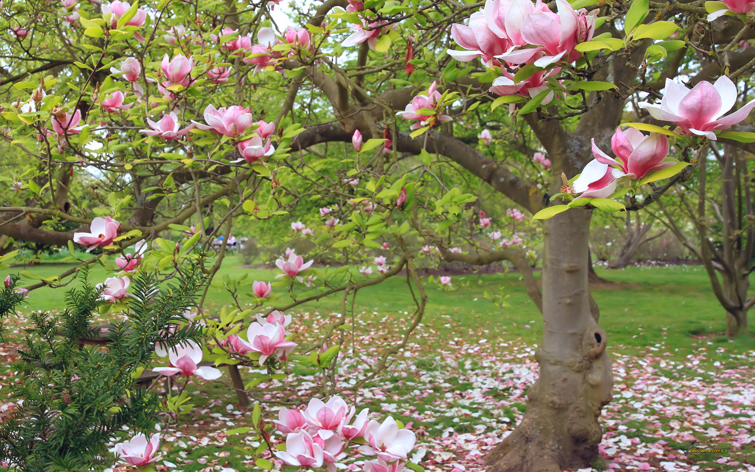General 2560x1600 trees flowers grass magnolia plants park