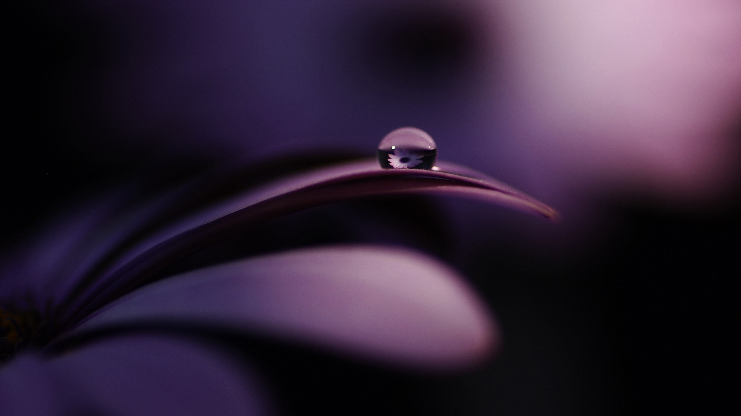 General 2560x1440 purple flowers water drops reflection purple plants closeup macro