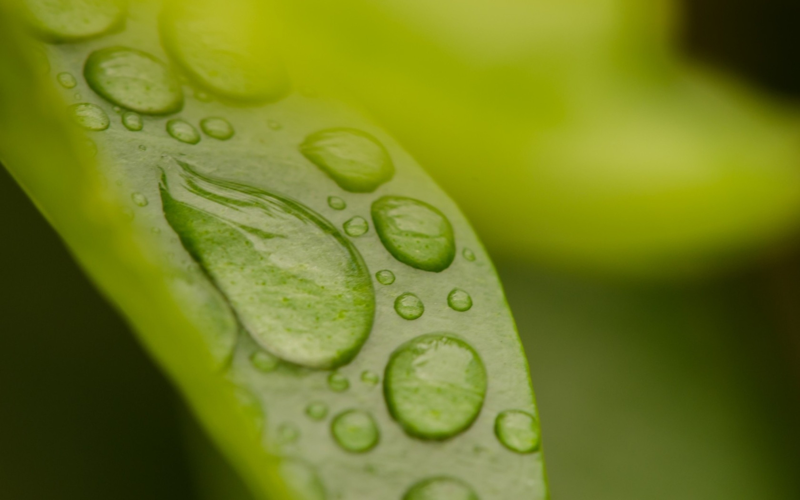 General 2560x1600 water drops leaves plants closeup macro