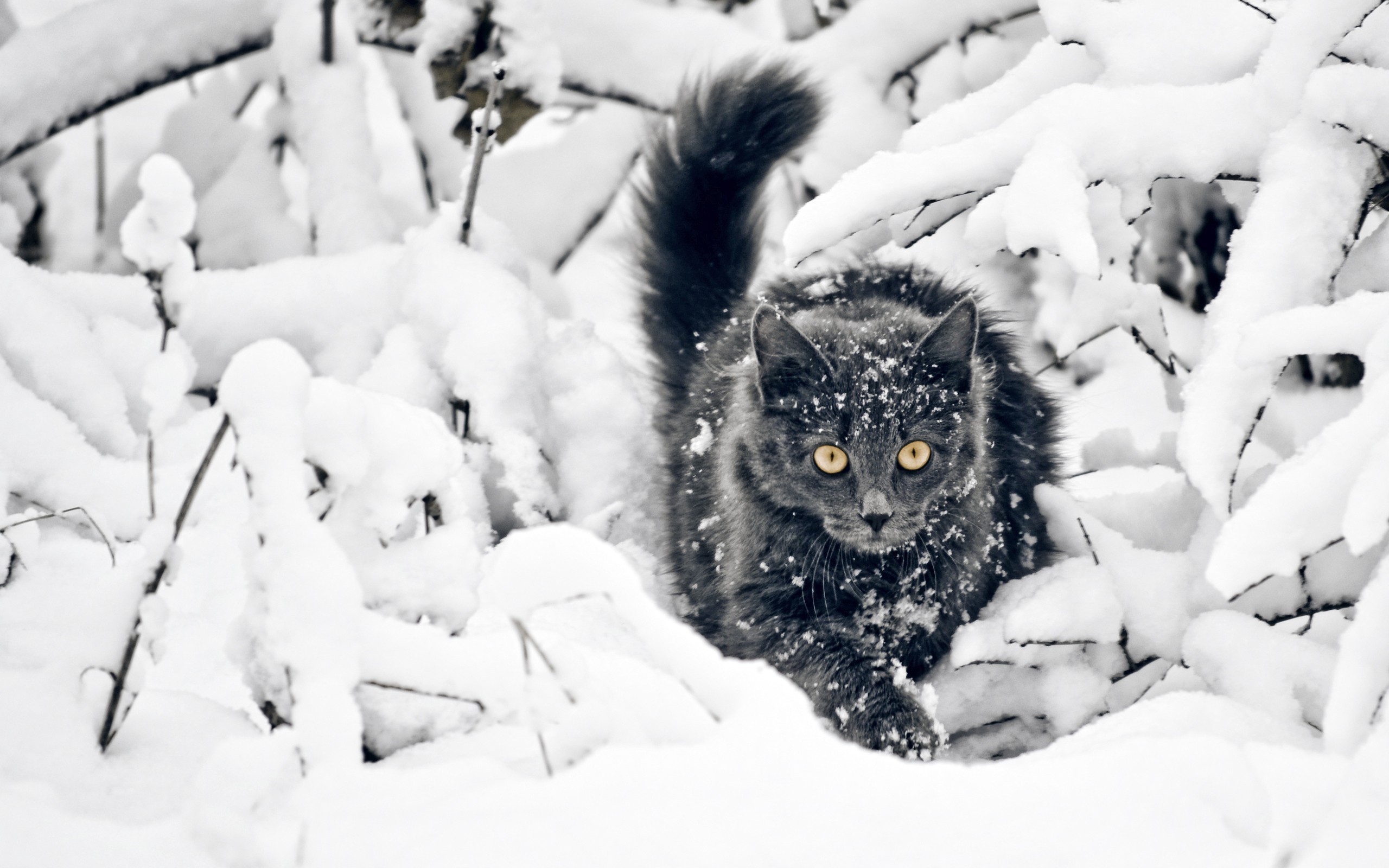 General 2560x1600 cats snow animals yellow eyes black cats mammals cold ice outdoors winter