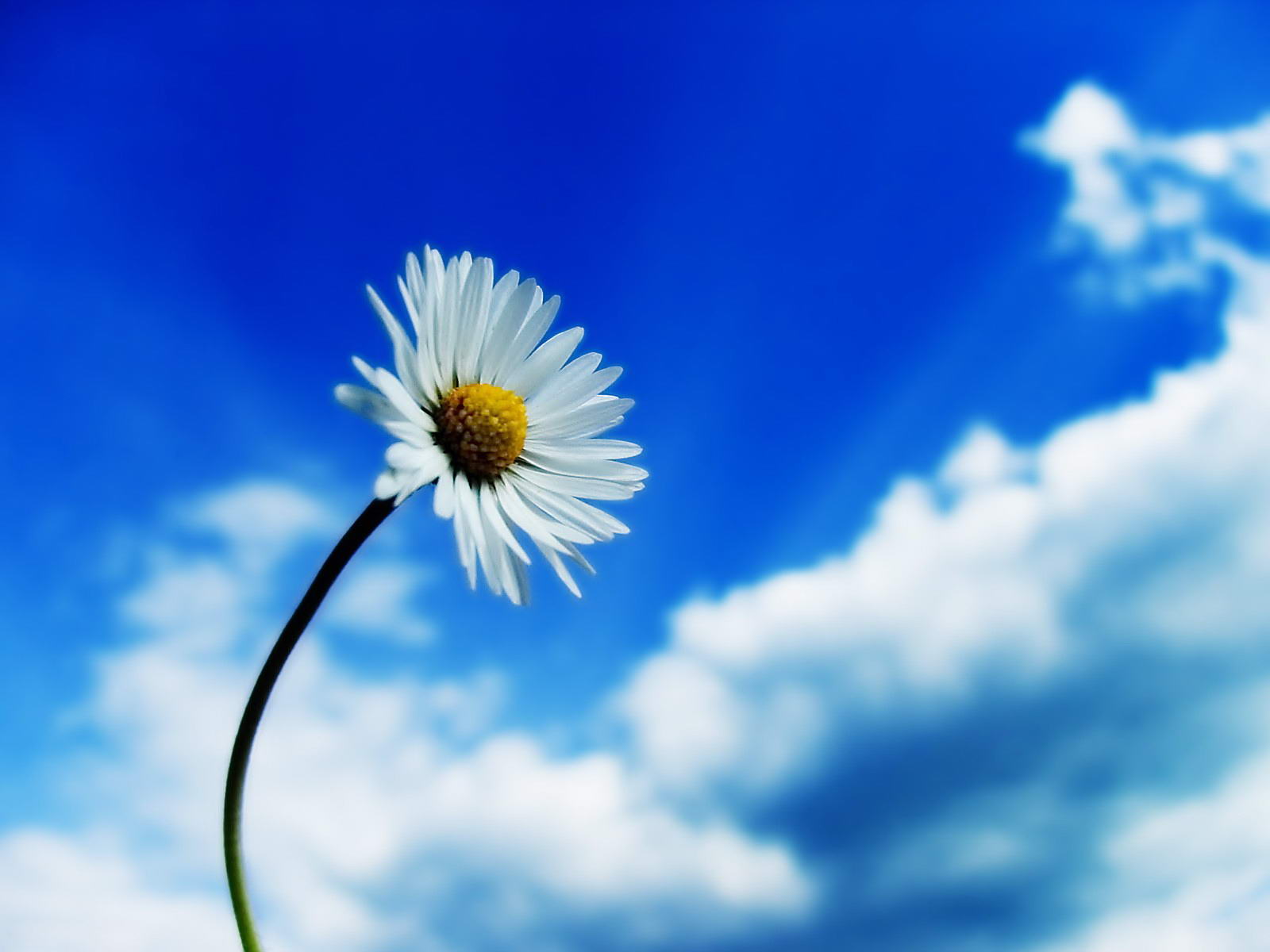 General 1600x1200 daisies flowers sky white flowers plants macro clouds blue white nature chamomile