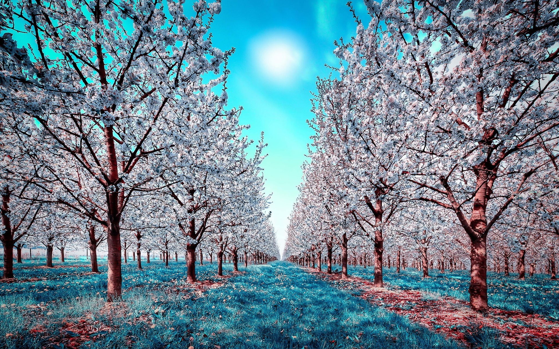 General 1920x1200 infrared trees plants Agro (Plants)