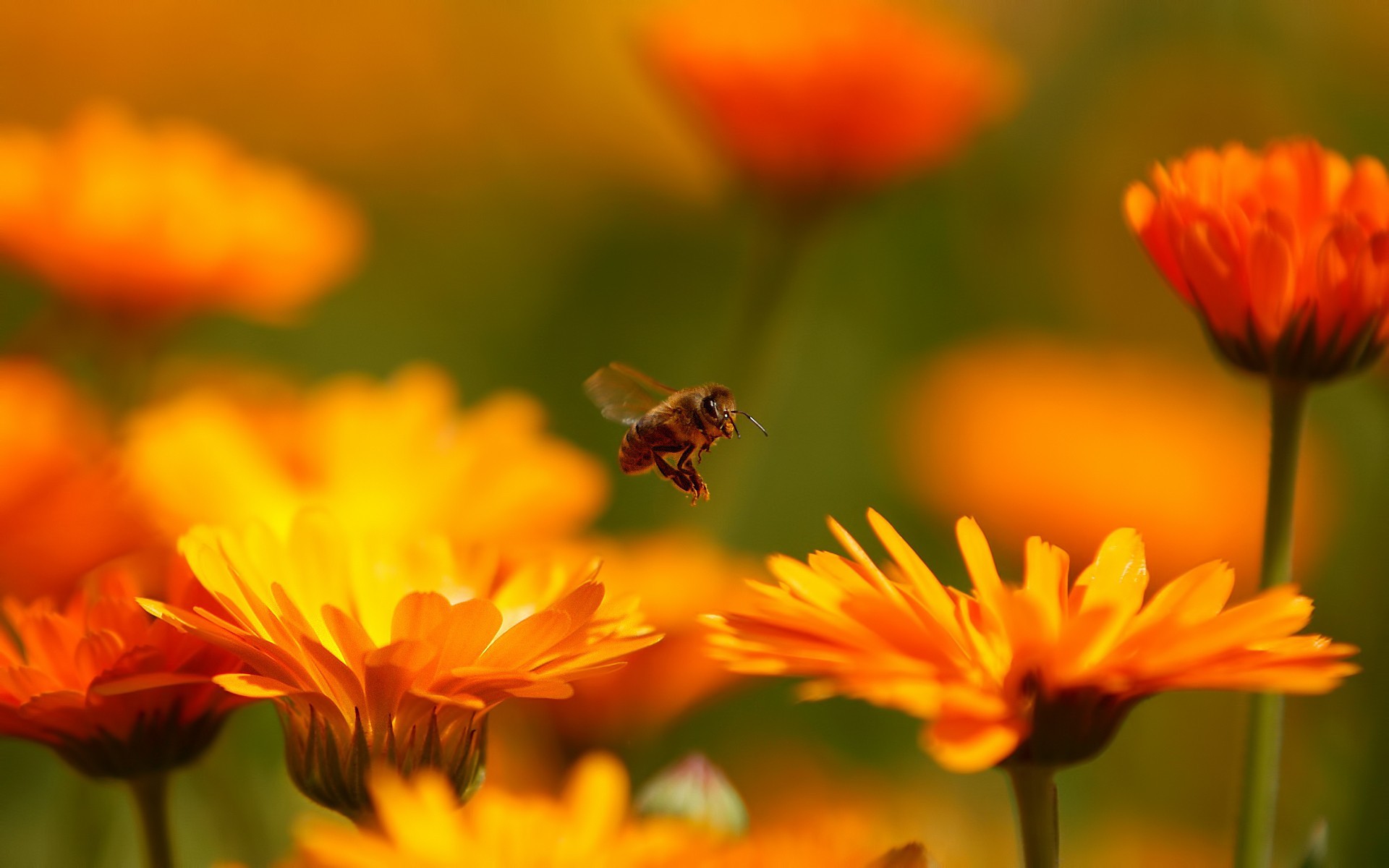 General 1920x1200 blurred bees plants animals insect flowers orange flowers closeup macro