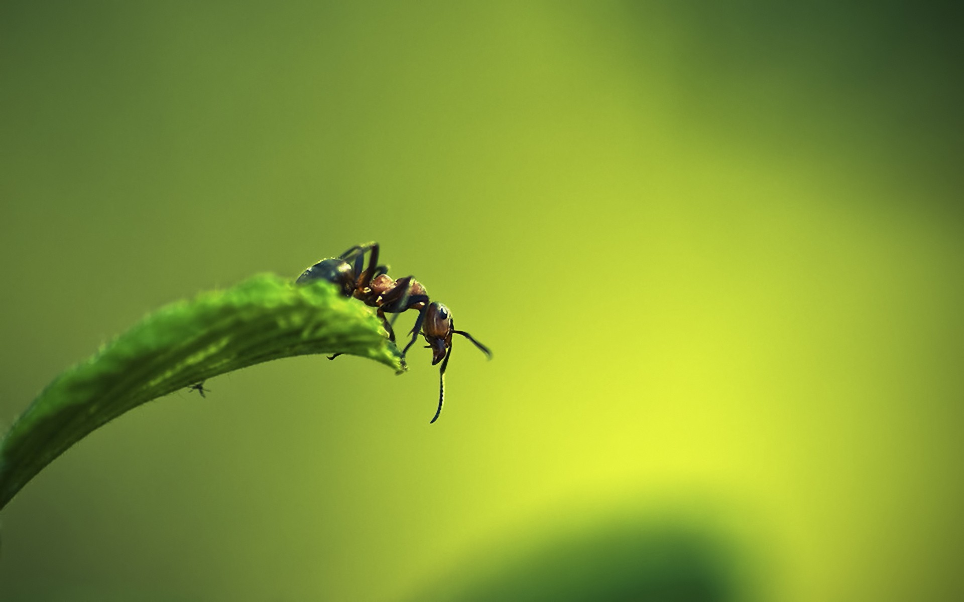 General 1920x1200 ants insect animals green background