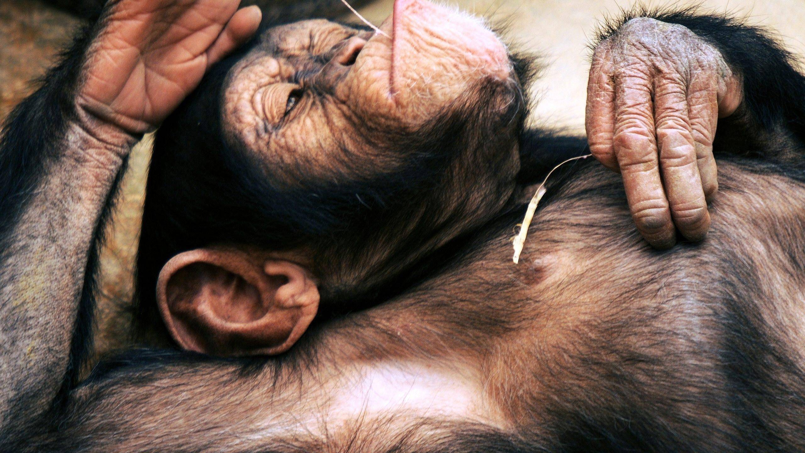 General 2560x1440 chimpanzees animals apes relaxing mammals closeup