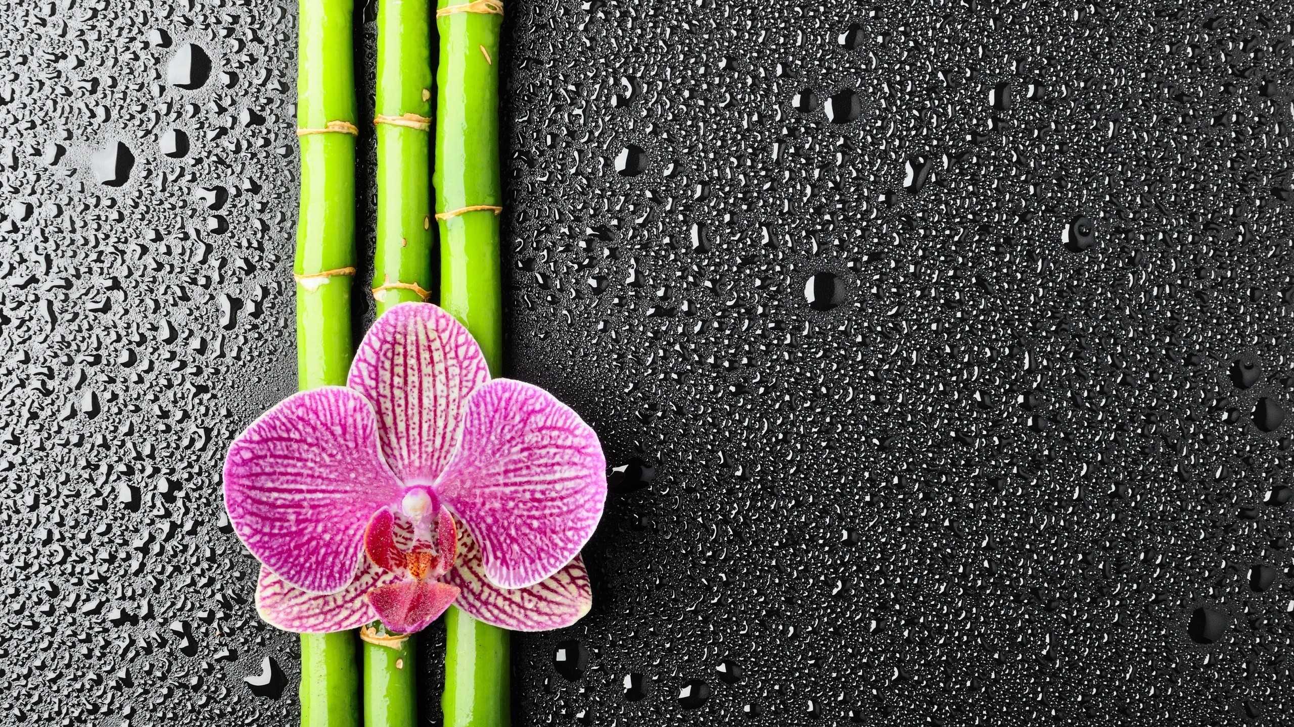 General 2560x1440 flowers water drops bamboo orchids plants texture simple background closeup