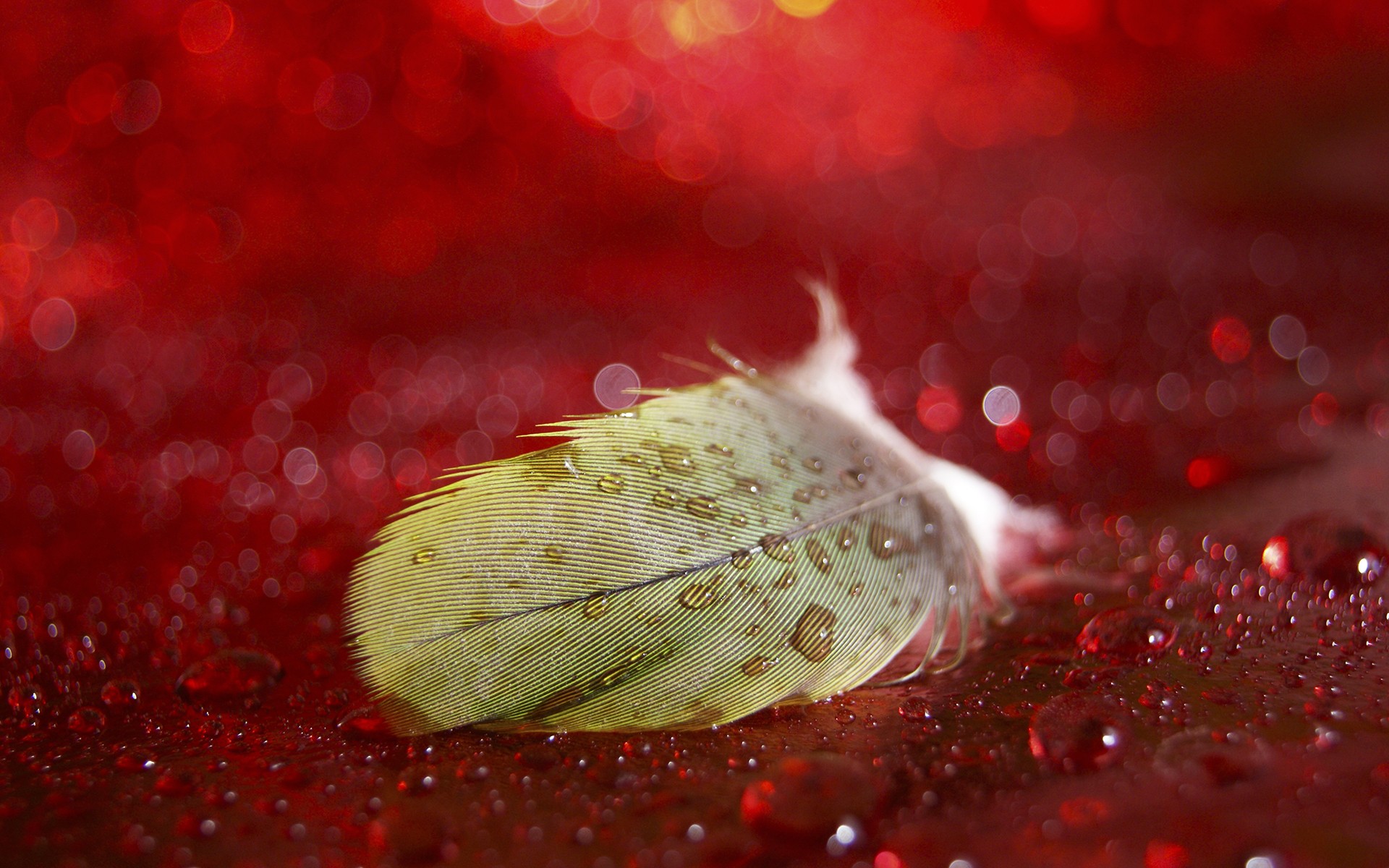 General 1920x1200 feathers bokeh water drops red background closeup