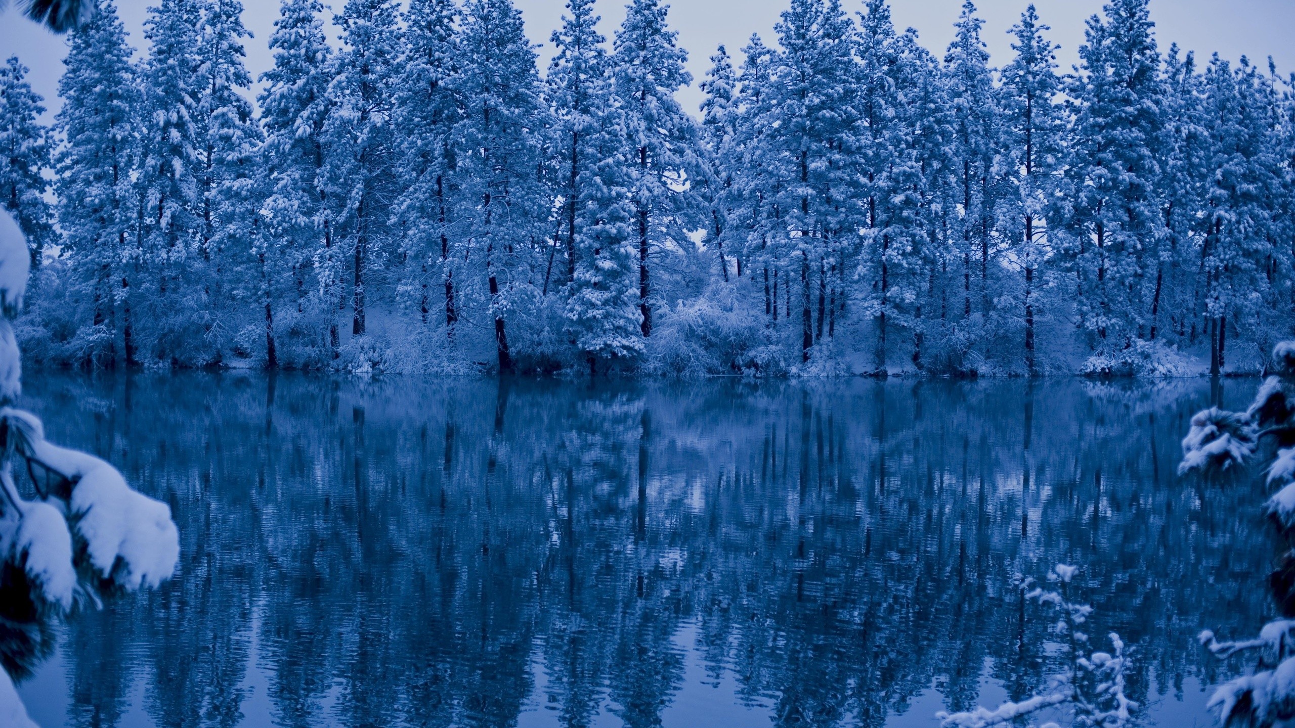 General 2560x1440 winter trees water reflection snow