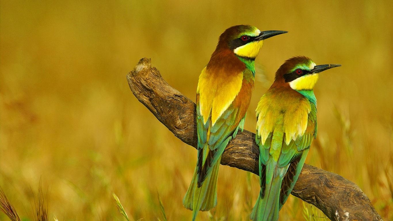 General 1366x768 nature animals birds bee-eaters