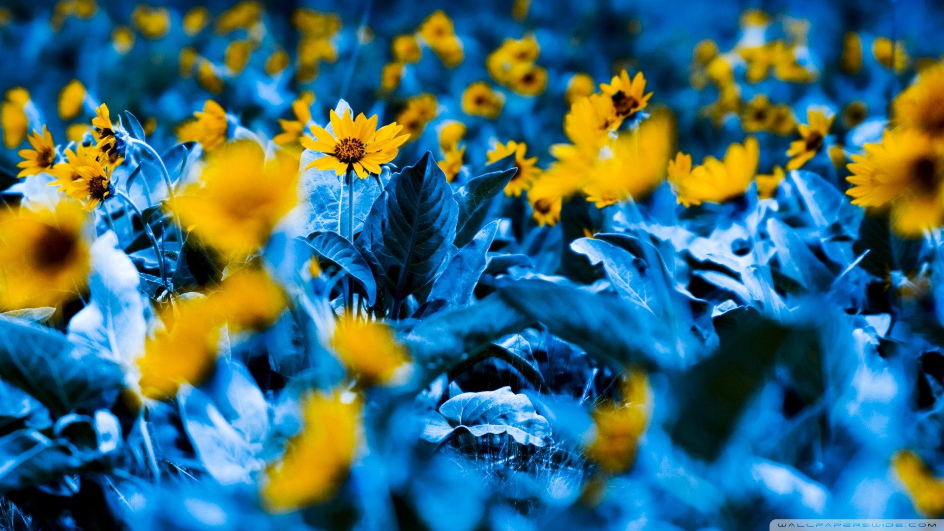 General 1920x1080 flowers blue yellow flowers macro field plants