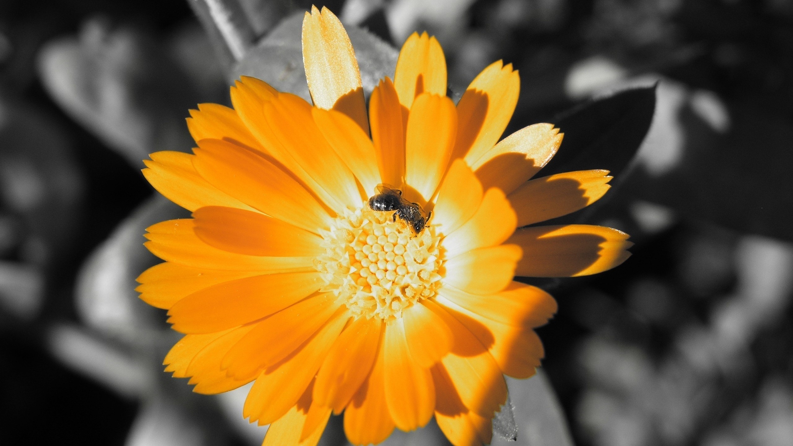 General 2560x1440 selective coloring insect flowers animals plants yellow