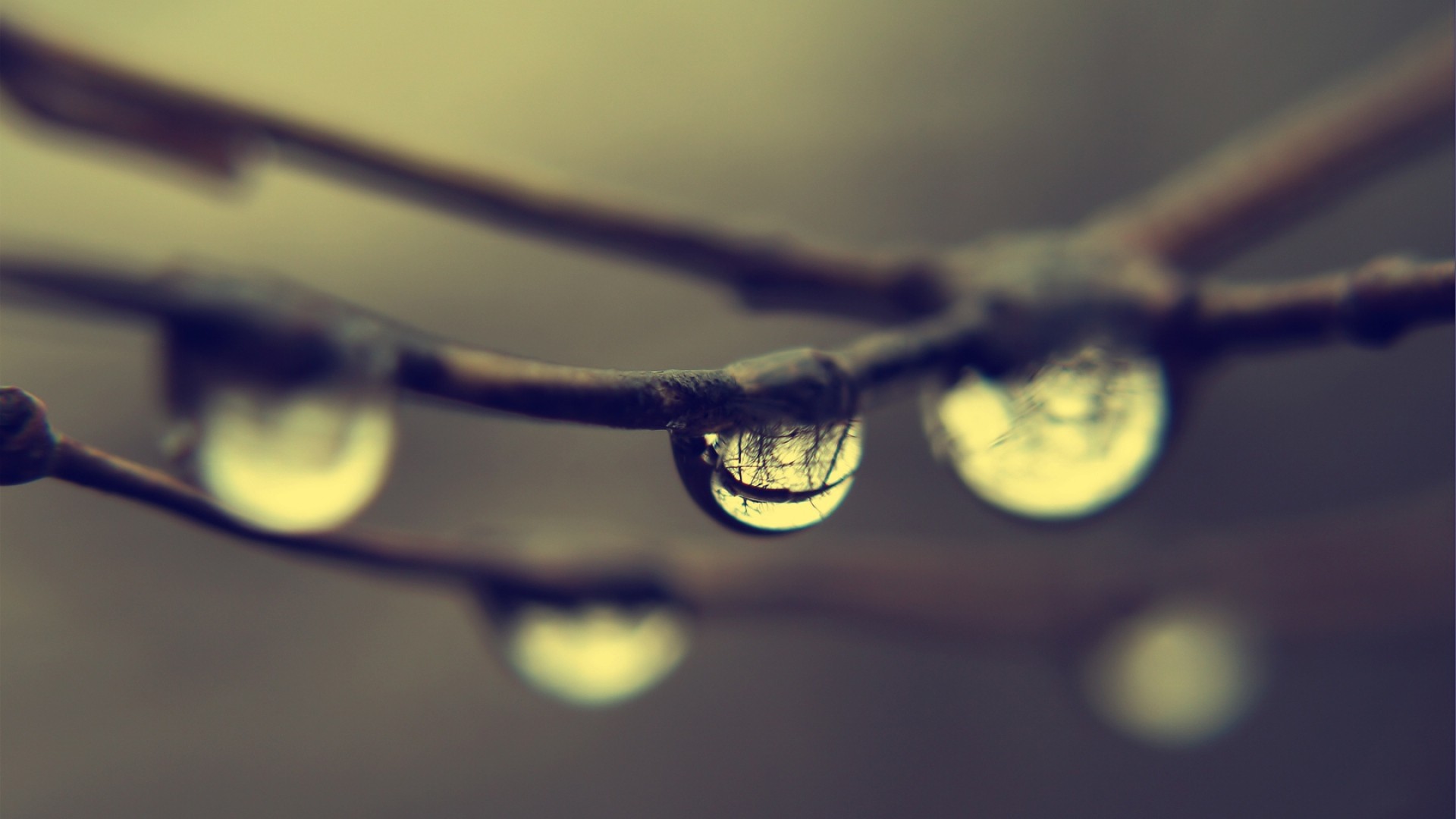 General 1920x1080 nature water drops macro reflection plants twigs