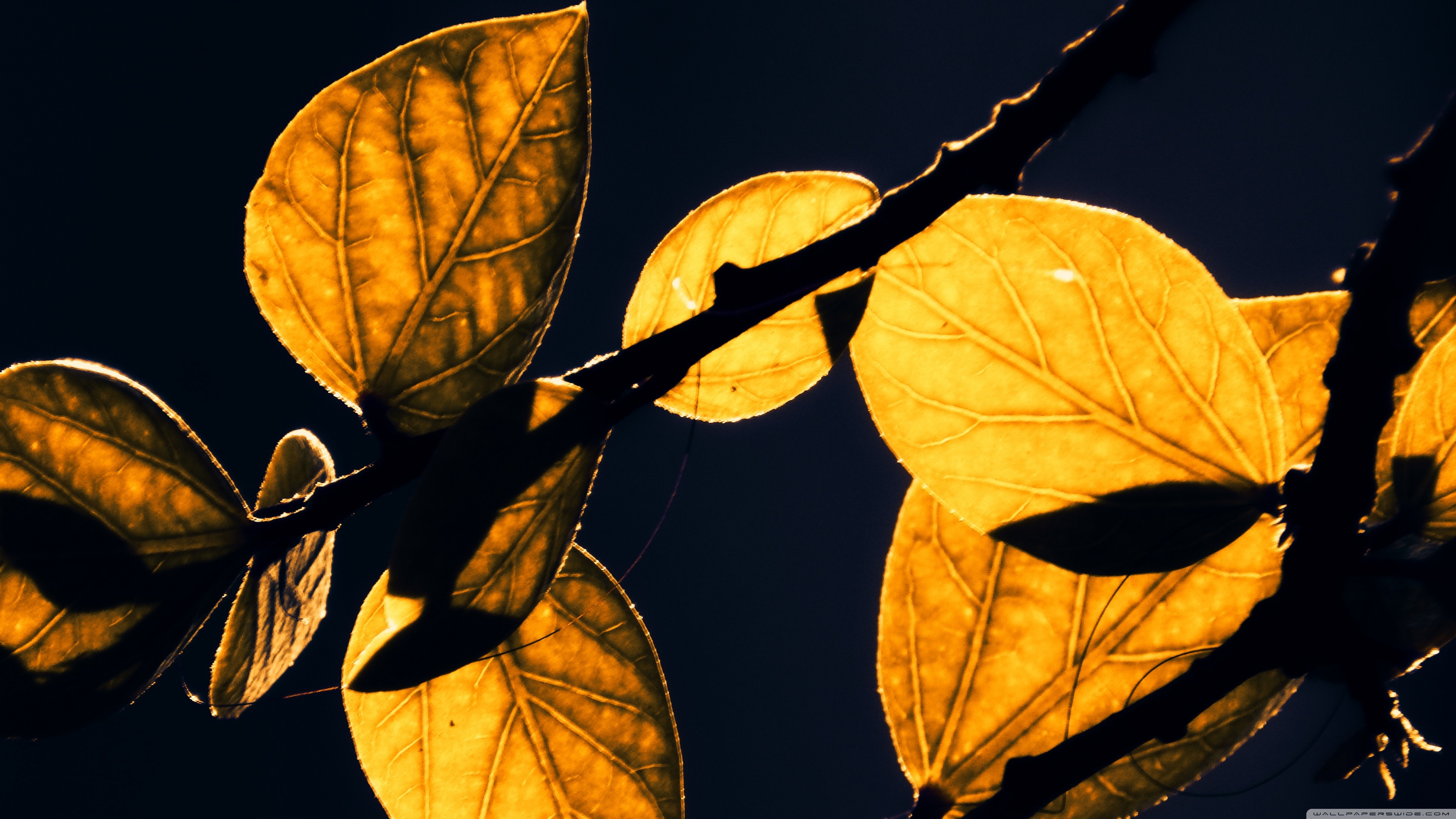 General 3840x2160 leaves nature sunlight plants