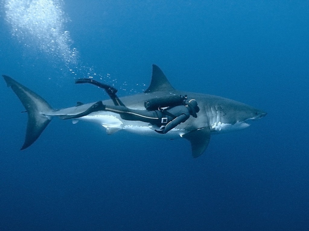 General 1024x768 Great White Shark divers diving animals shark fish underwater