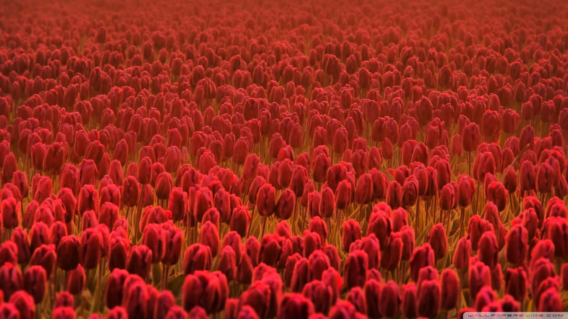 General 1920x1080 flowers tulips red flowers