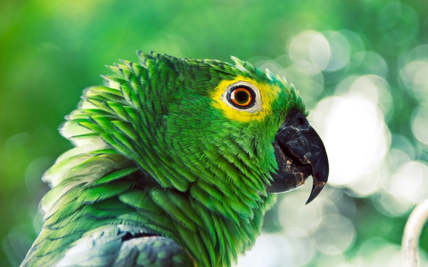General 1440x900 parrot birds green animals photography