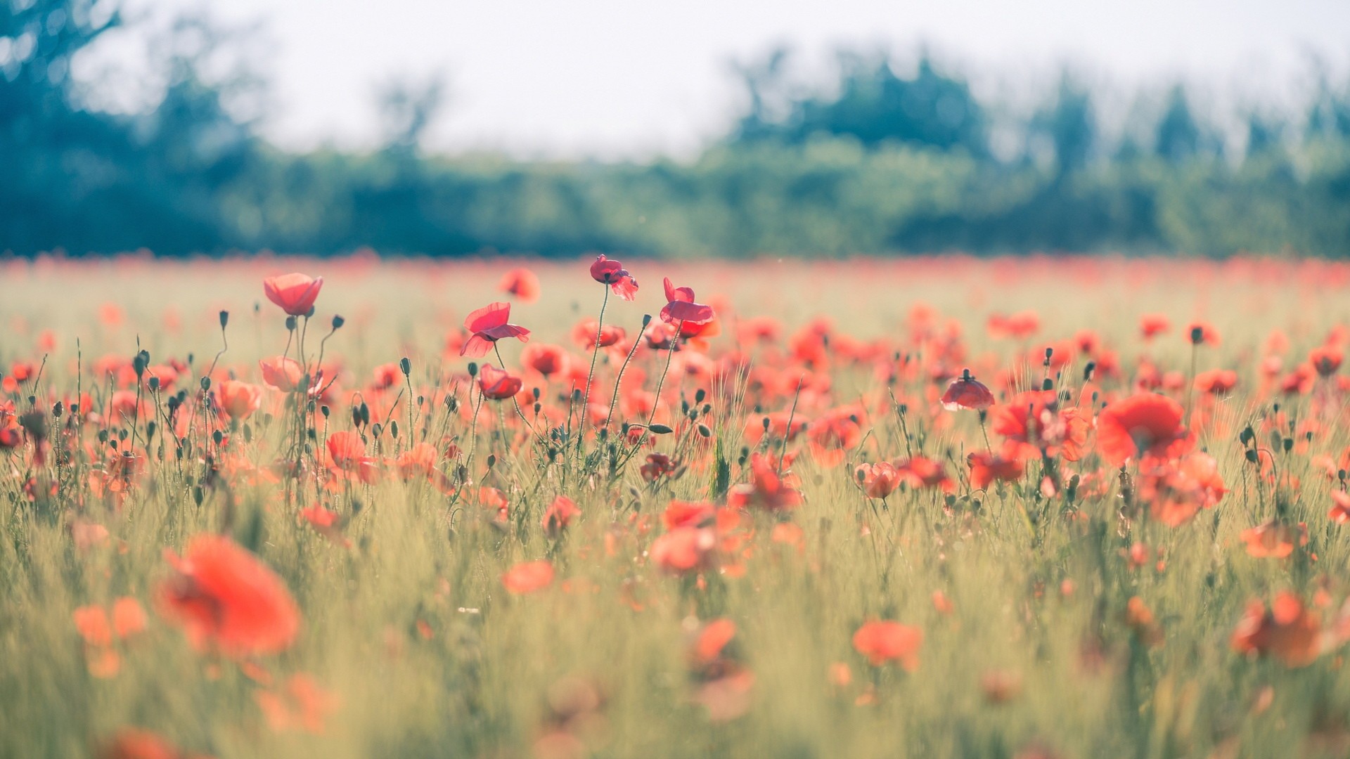 General 1920x1080 poppies nature field flowers red flowers plants outdoors