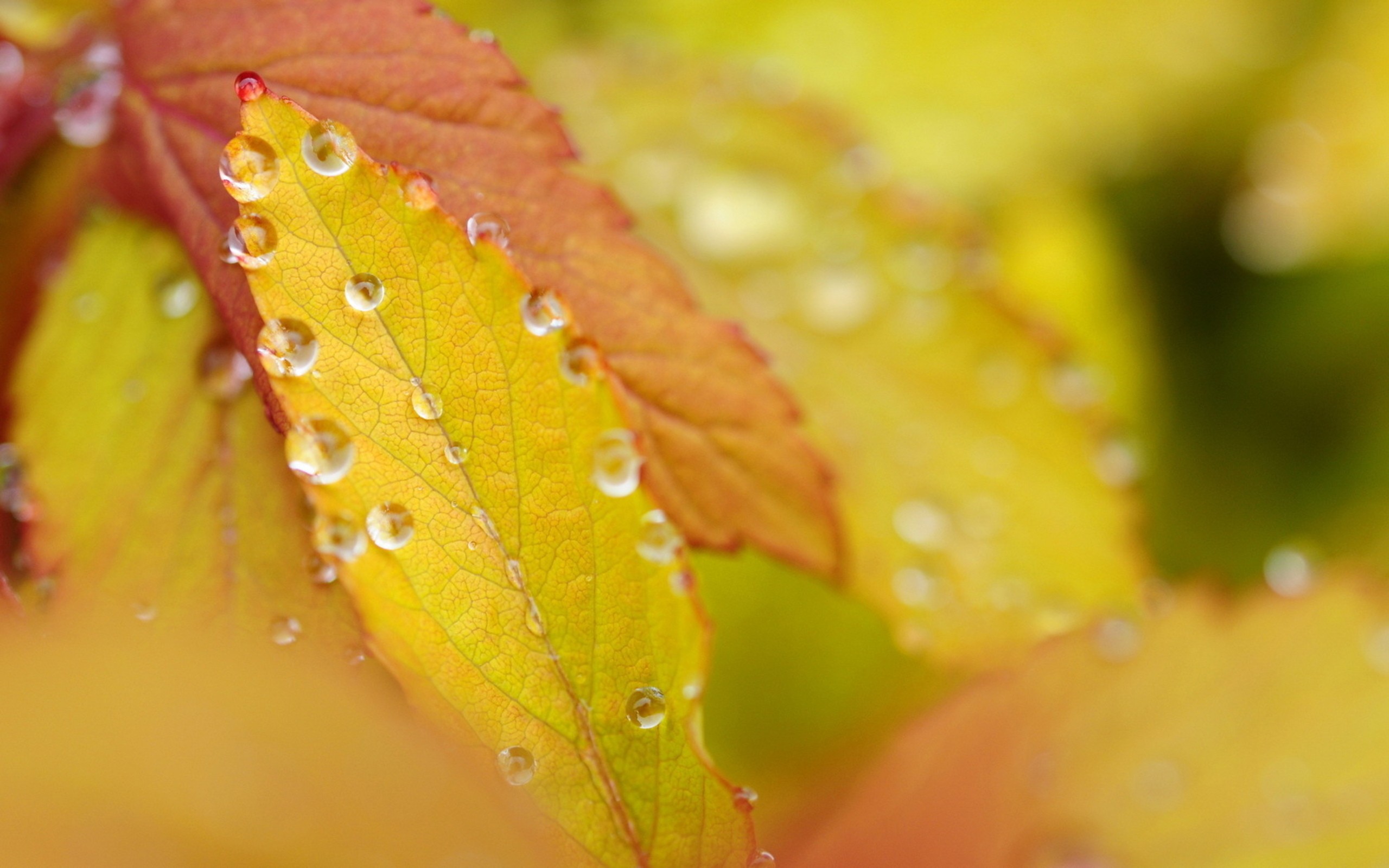 General 2560x1600 fall fallen leaves dew leaves plants colorful water drops