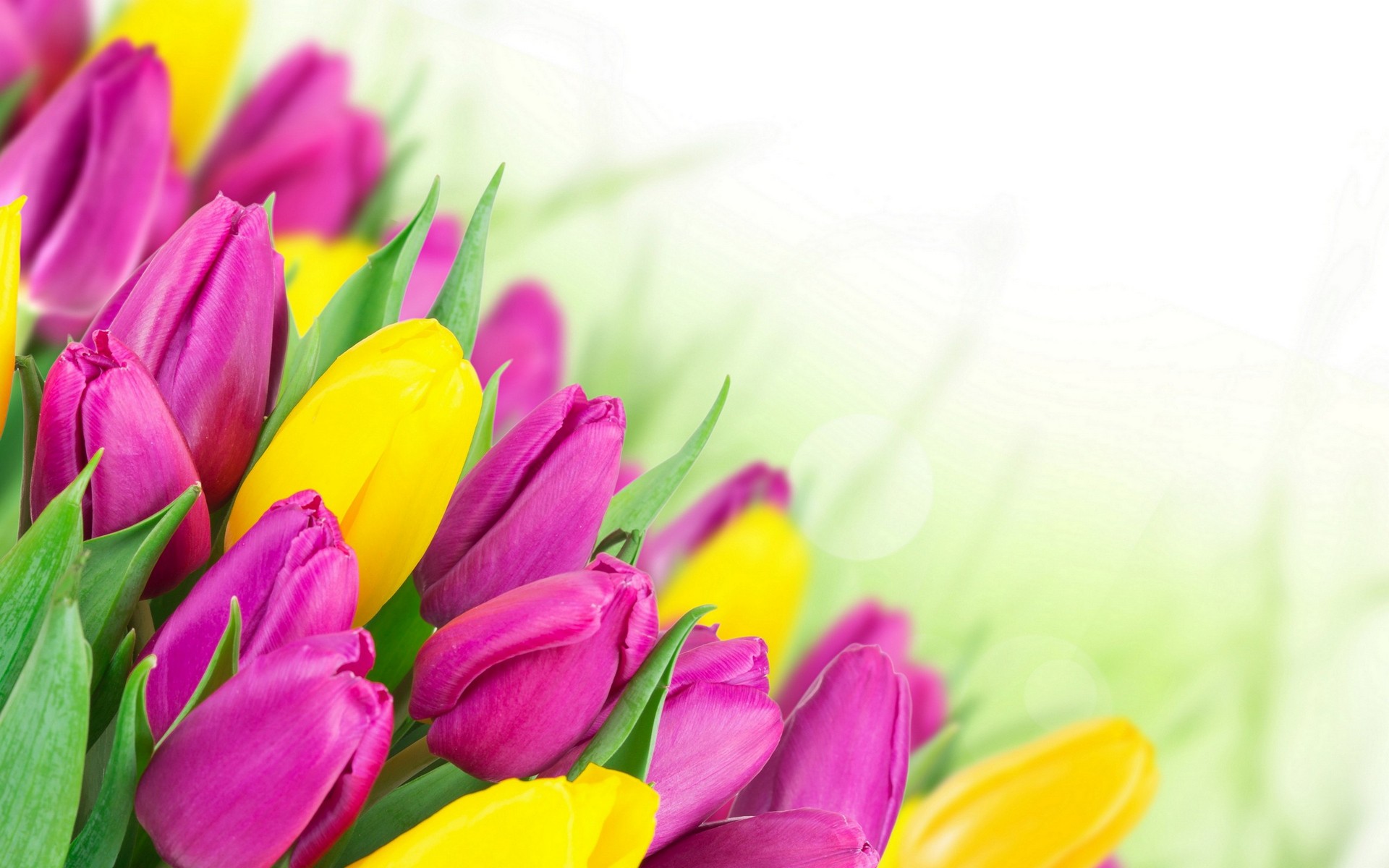 General 1920x1200 tulips flowers bouquets plants colorful