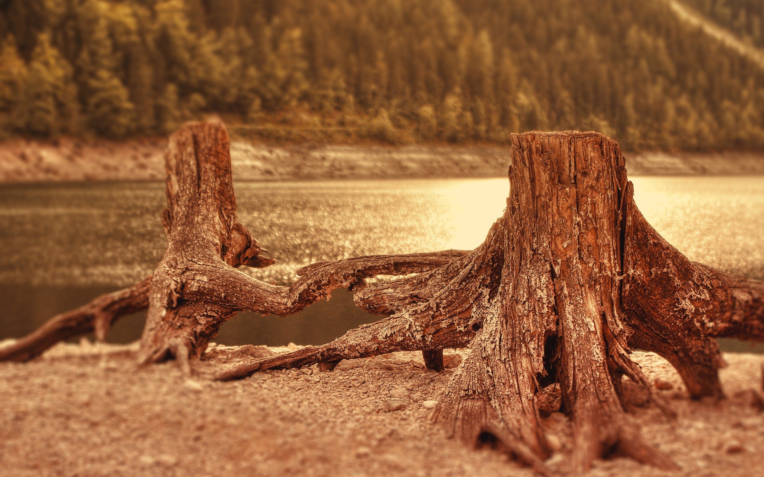 General 2560x1600 nature tree trunk riverside outdoors water dead trees