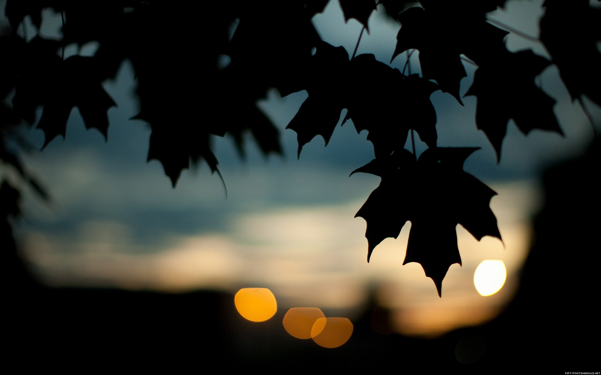 General 1920x1200 photography leaves bokeh silhouette nature lights closeup low light watermarked