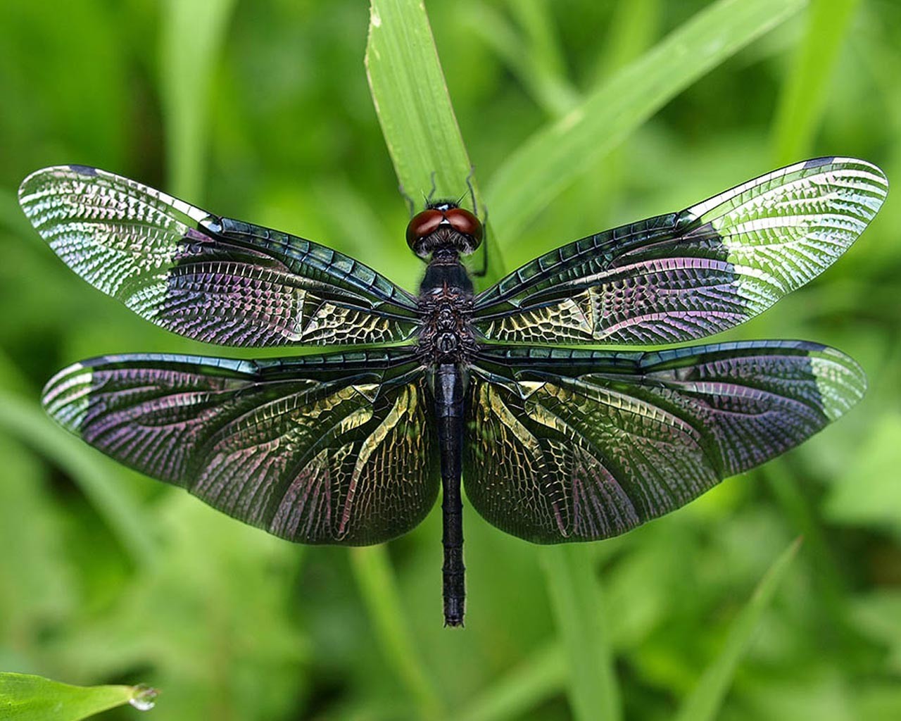 General 1280x1024 nature dragonflies insect animals