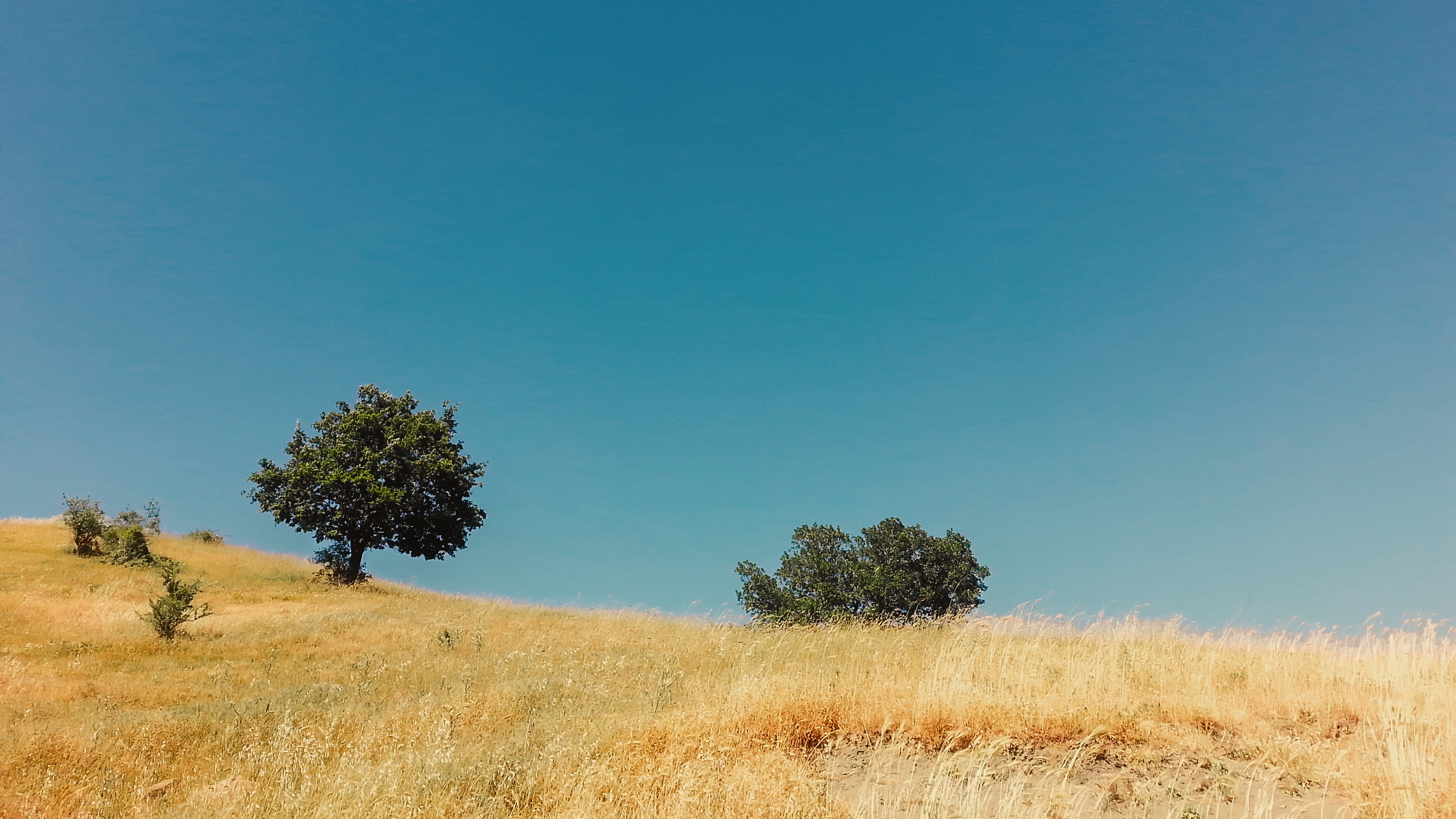 General 3264x1836 field trees landscape dry grass summer clear sky plains hills hay sky outdoors plants