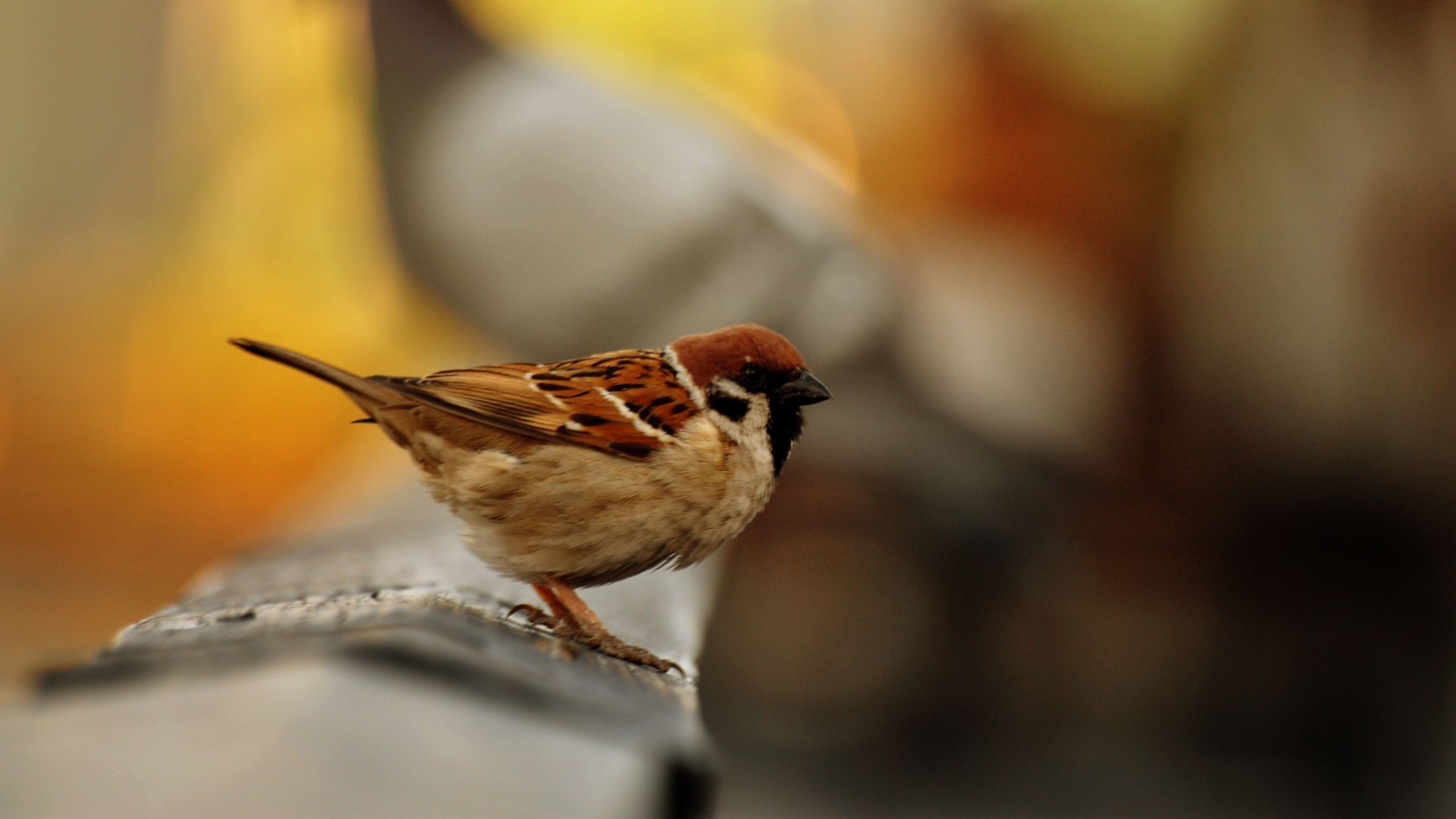 General 2560x1440 birds sparrow depth of field animals brown