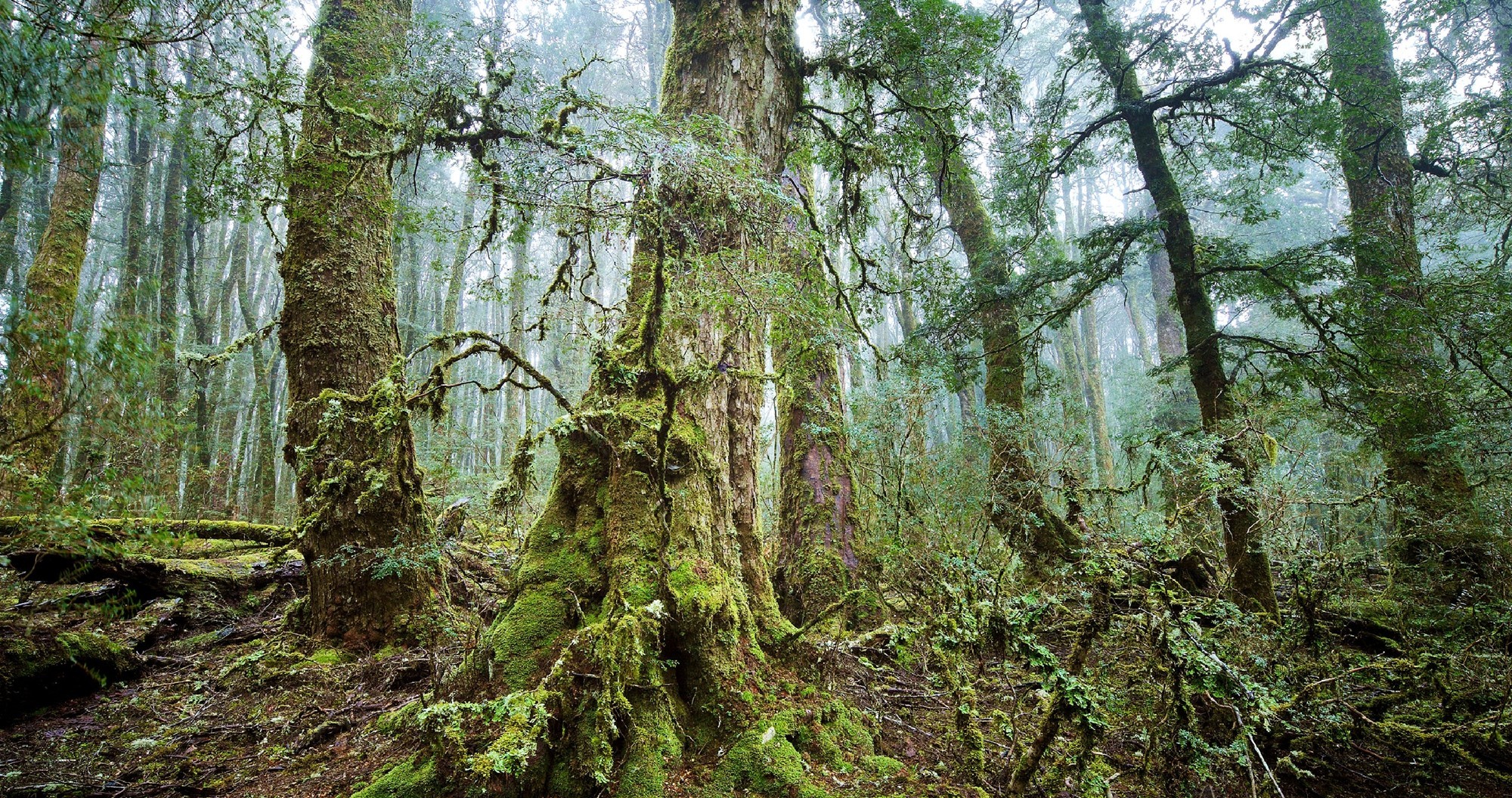 General 2000x1055 landscape forest trees jungle mist moss