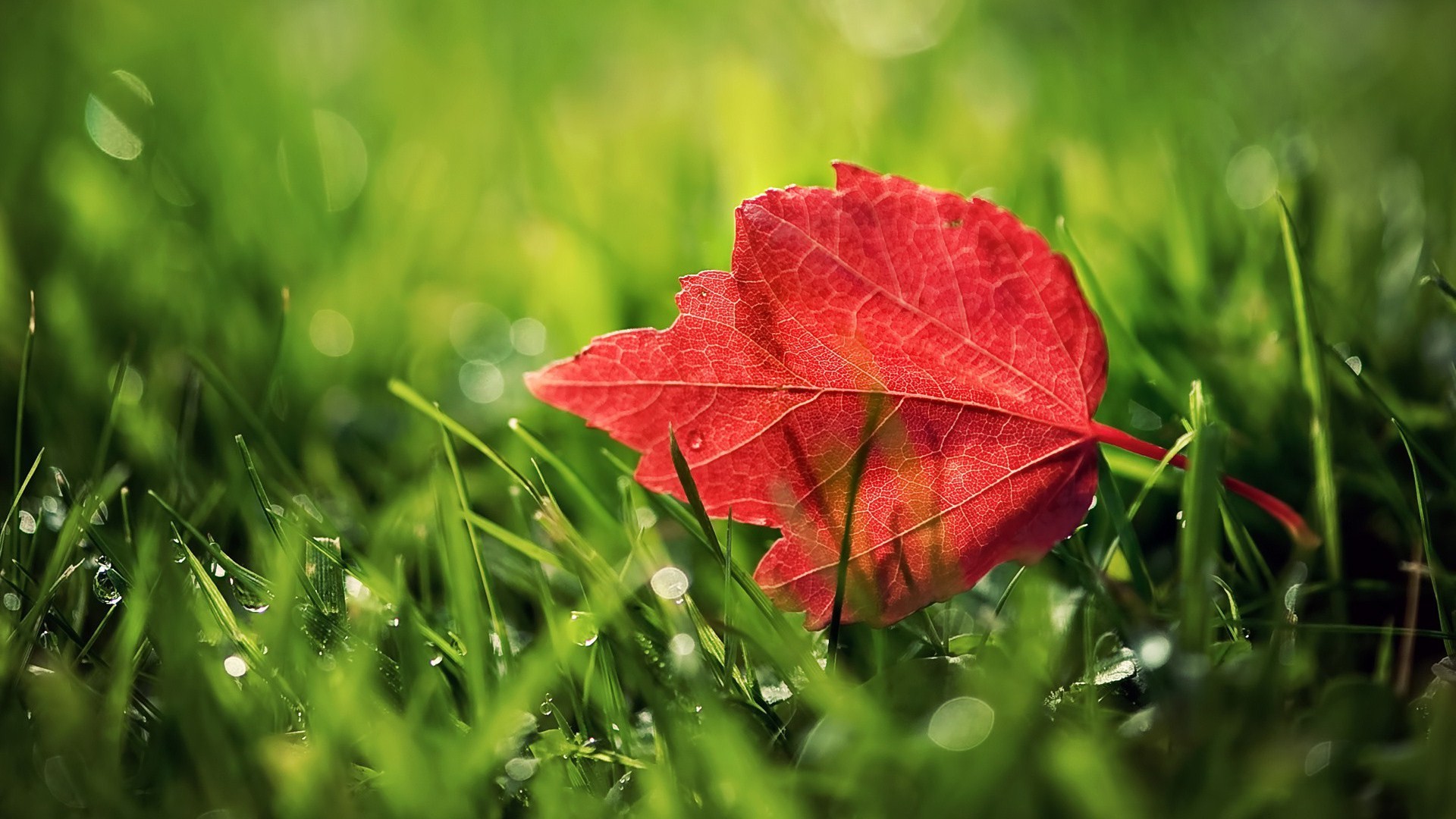 General 1920x1080 leaves grass nature plants fallen leaves dew