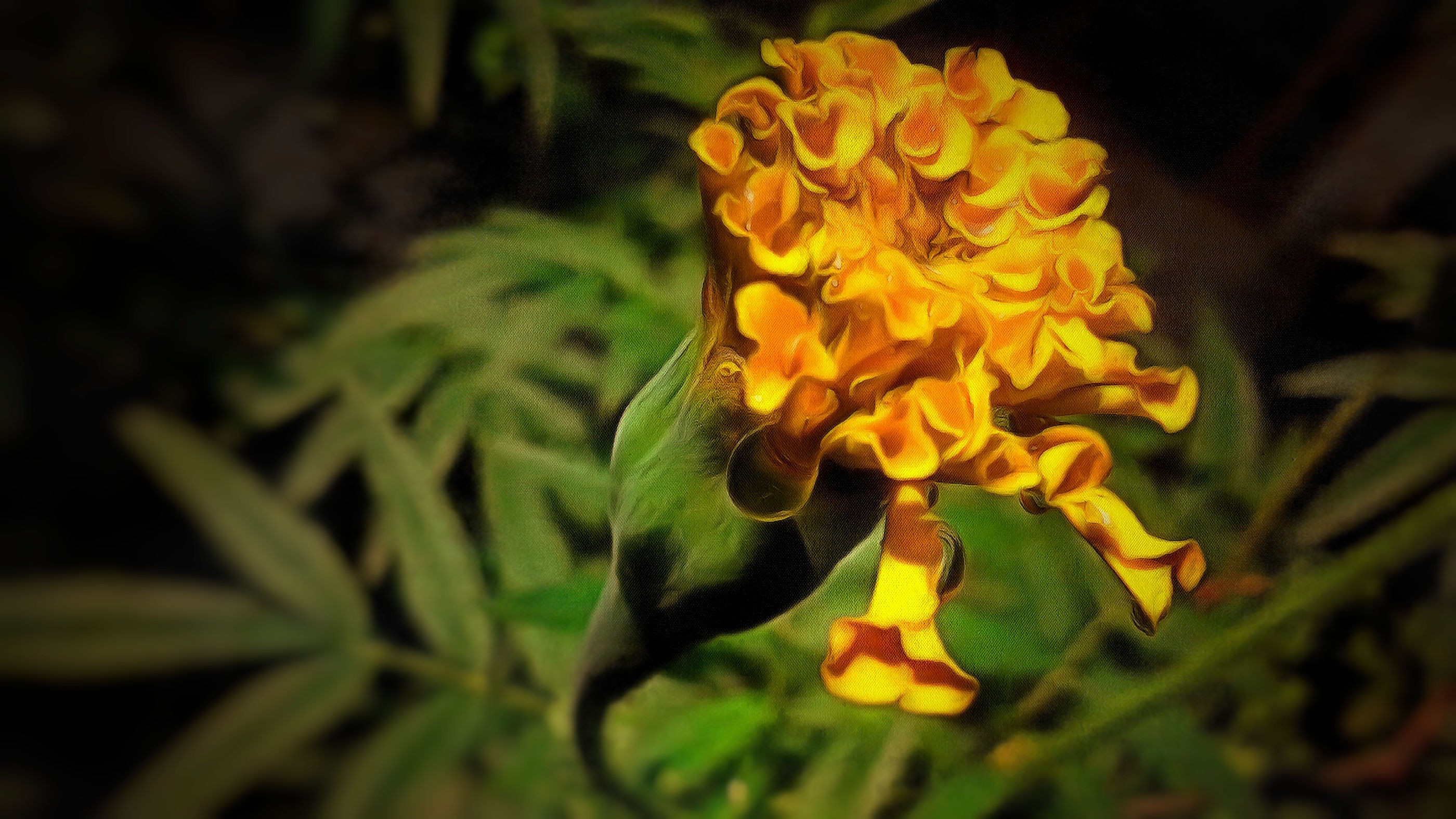 General 2800x1575 marigolds flowers plants
