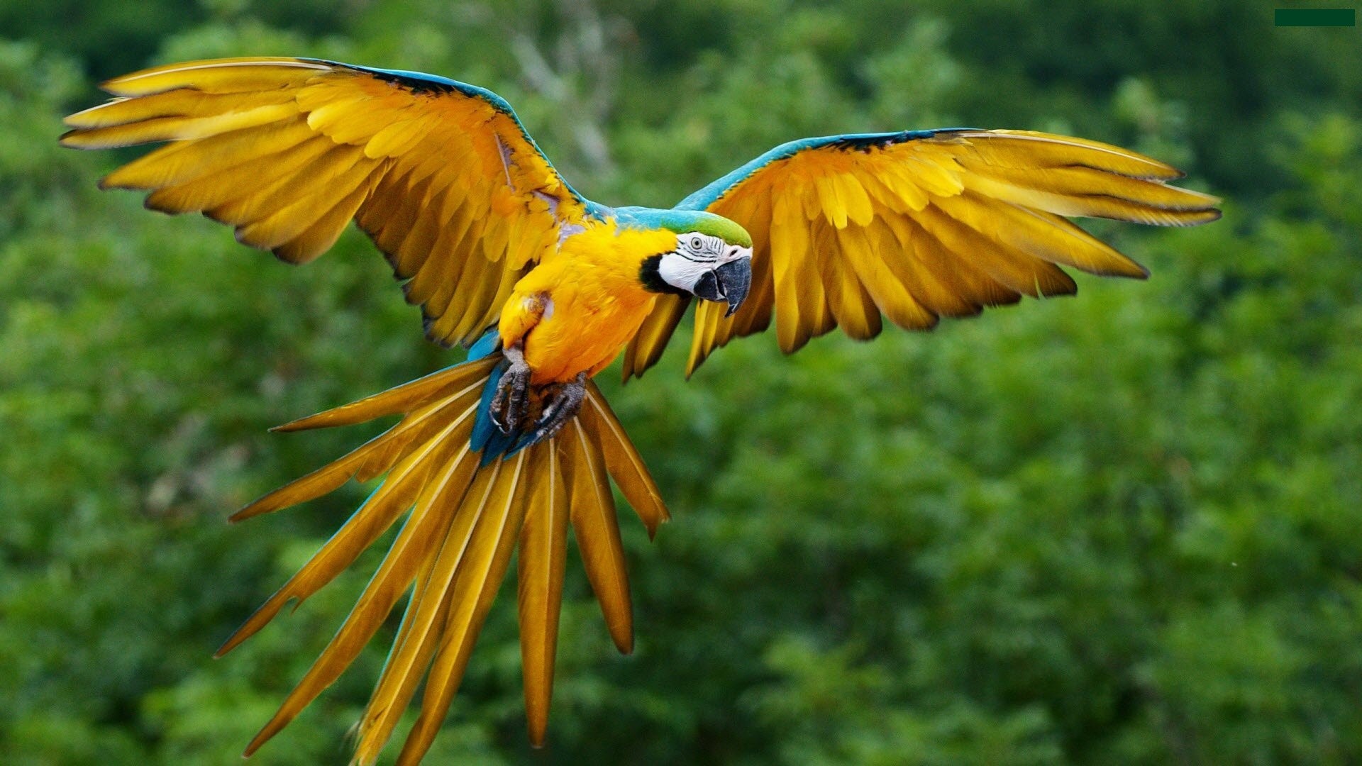 General 1920x1080 animals macaws birds parrot wings Blue-and-Yellow Macaw