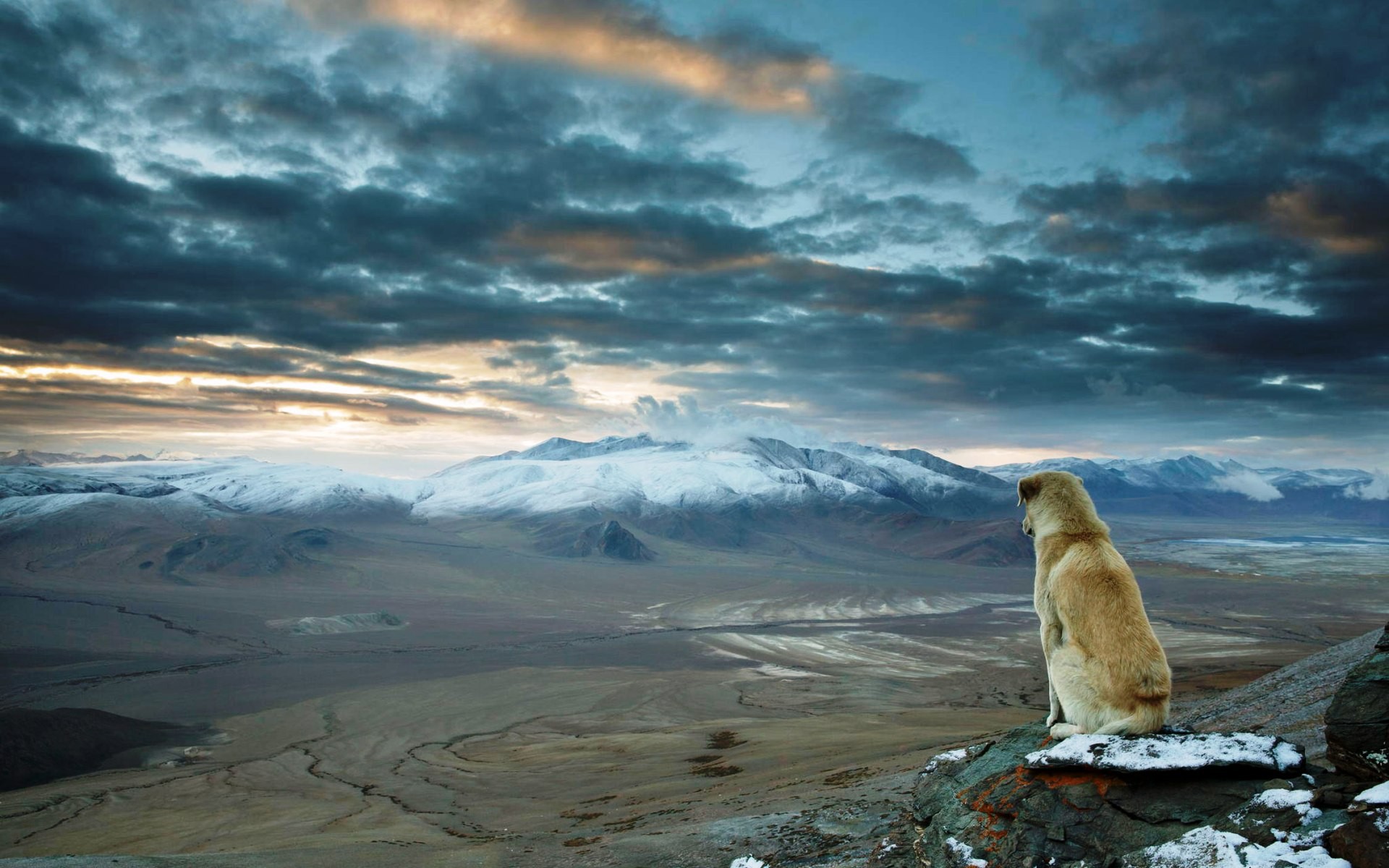 General 1920x1200 nature landscape dog mountains Himalayas animals looking into the distance far view alone solice clouds mammals panorama India