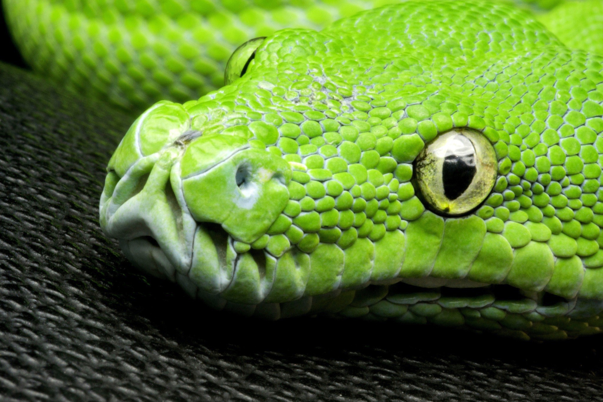 General 2048x1365 nature animals yellow eyes snake closeup green skin pattern reptiles wildlife