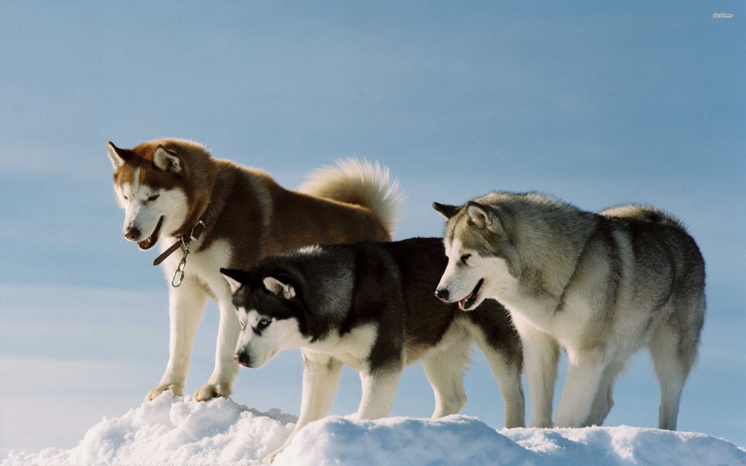 General 2560x1600 dog Siberian Husky  snow Alaskan Malamute animals mammals outdoors