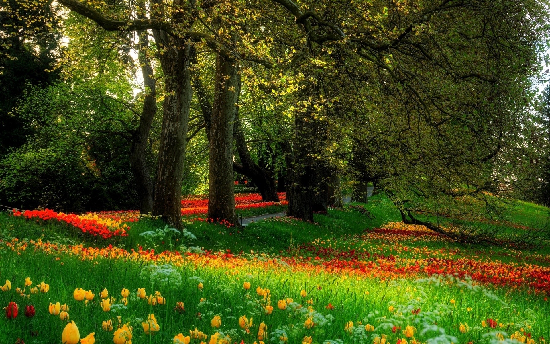 General 1920x1200 flowers nature park trees colorful outdoors plants