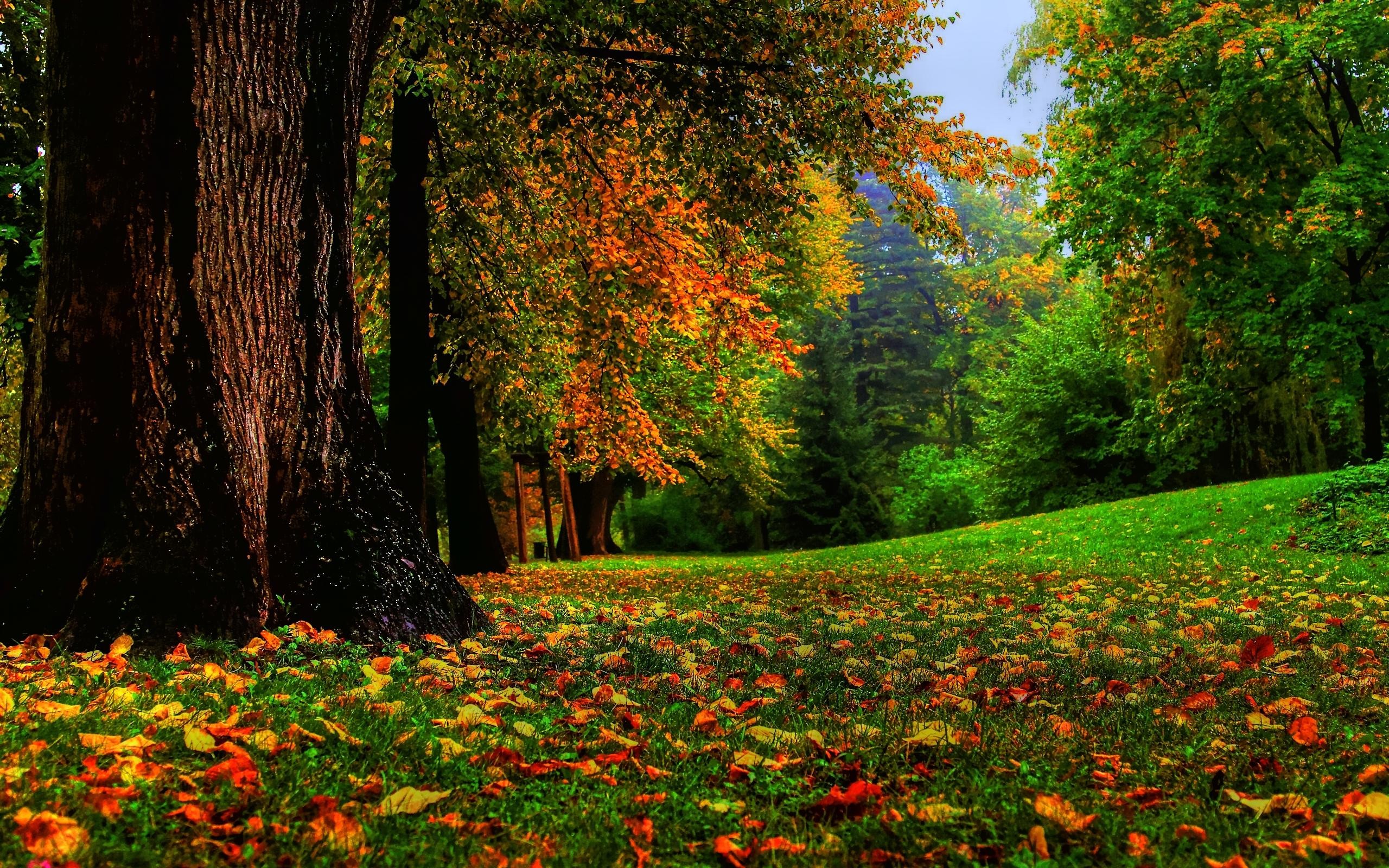 General 2560x1600 nature fall landscape trees fallen leaves
