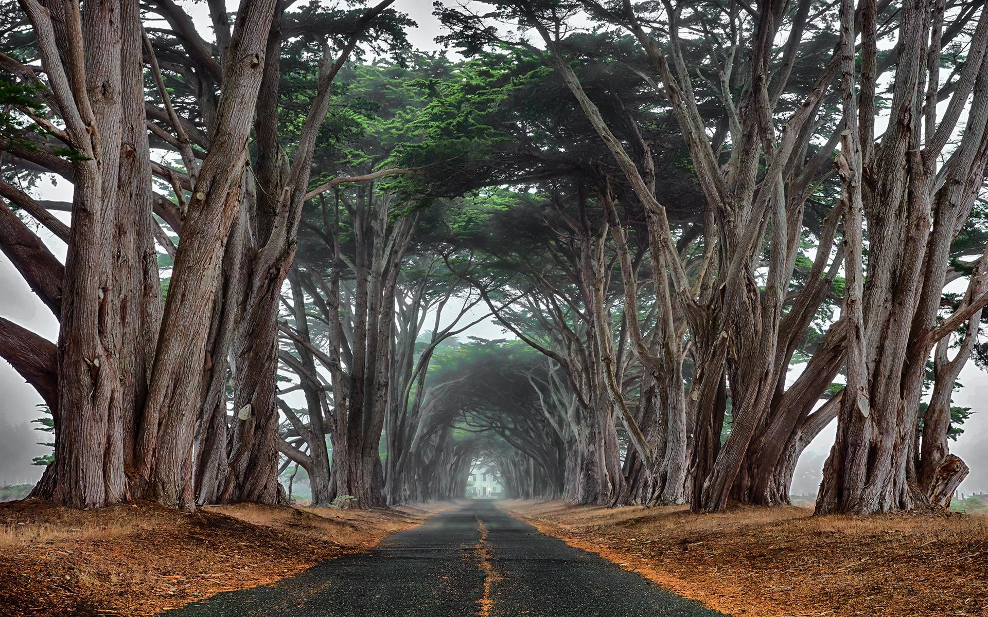 General 1920x1200 nature cypress road trees mist tunnel ancient tunnel of trees