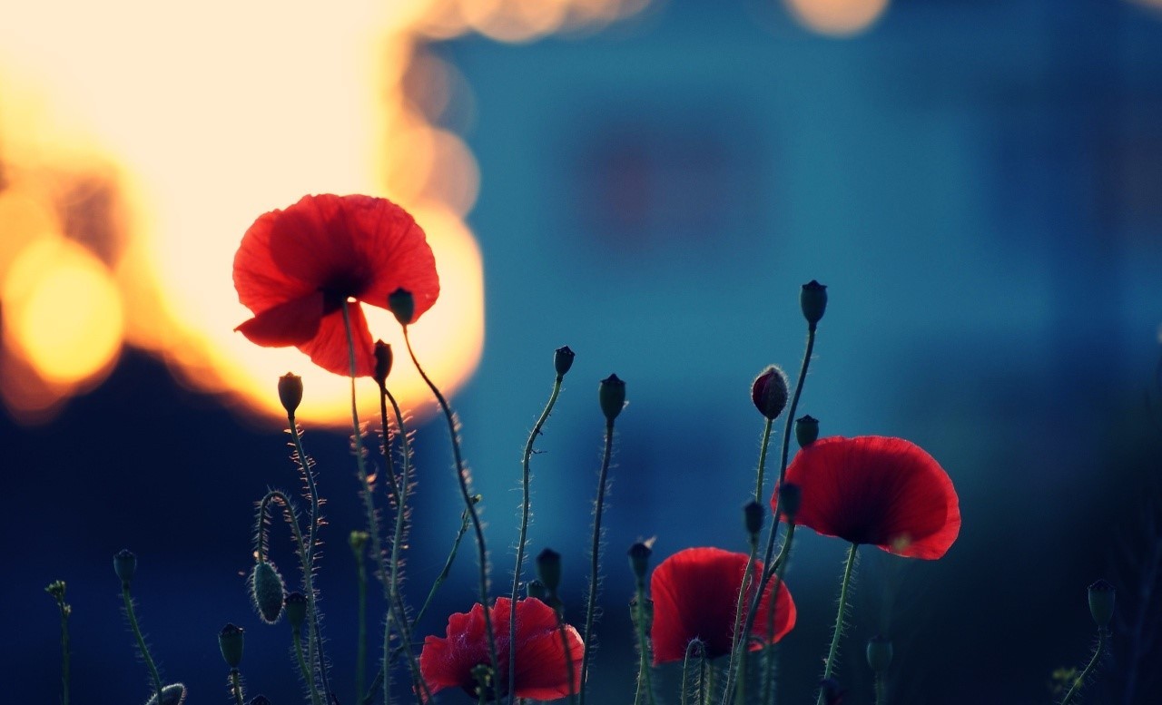 General 1280x777 poppies flowers plants red flowers