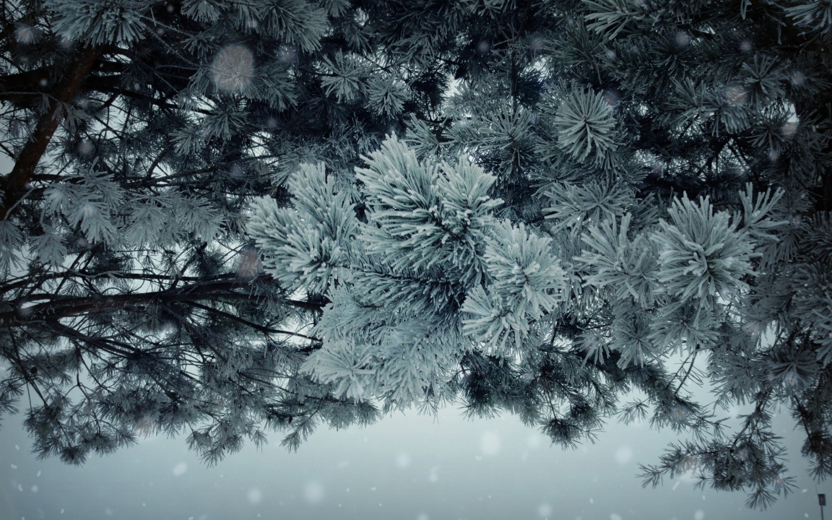 General 1680x1050 winter plants trees pine trees frost outdoors snow