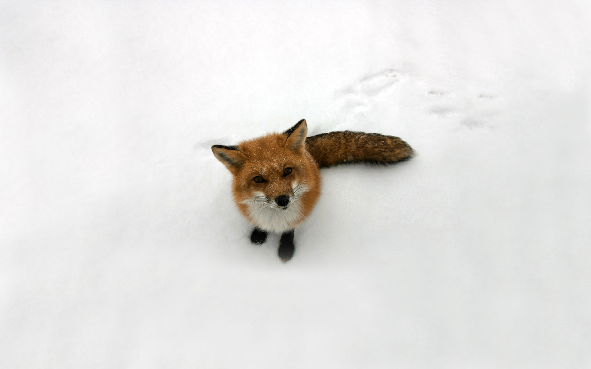 General 1920x1200 fox cubs  snow fox animals mammals looking at viewer simple background